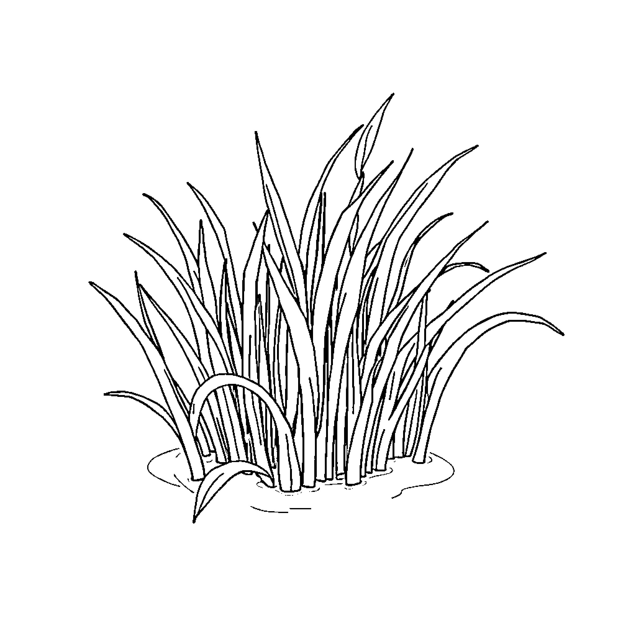 Sea Grass Flowing in the Wind Coloring Page (free black-and-white line drawing printable PDF for all, from beginners to advanced learners, including children, teens, adults, and seniors)
