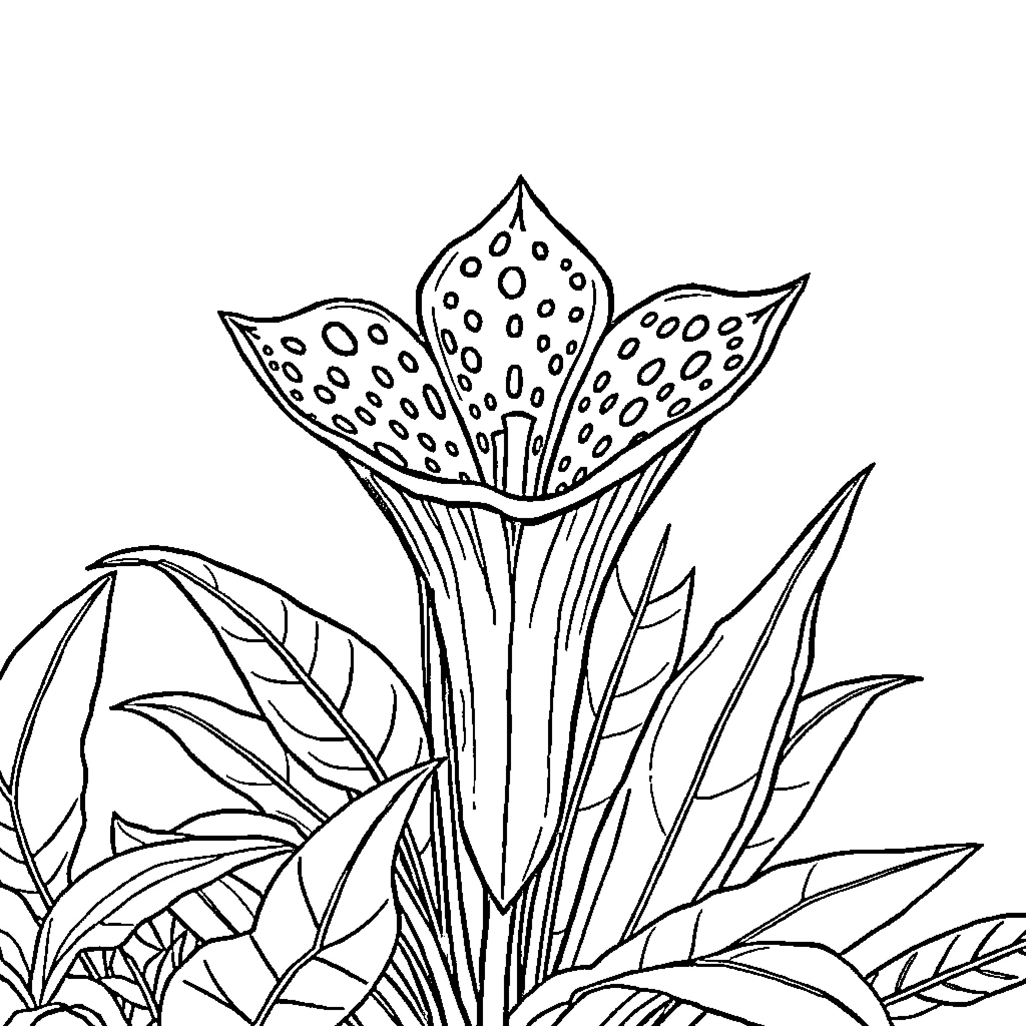 Rafflesia blooming amidst lush foliage Coloring Page (free black-and-white line drawing printable PDF for all, from beginners to advanced learners, including children, teens, adults, and seniors)