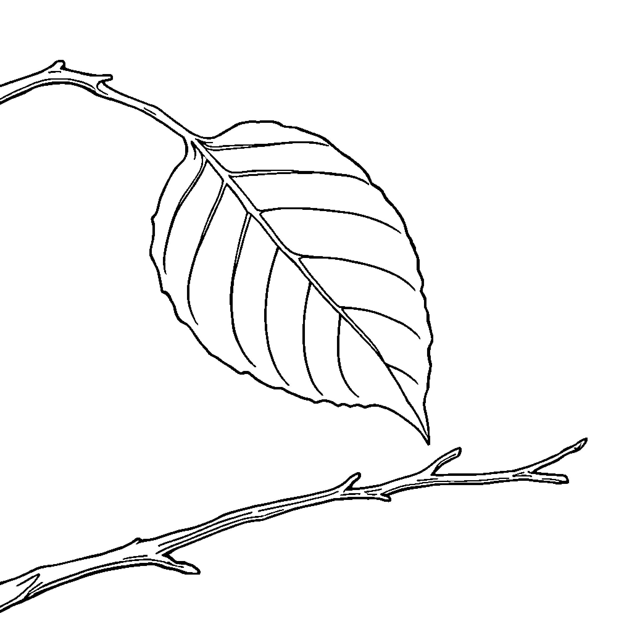 Leaf floating delicately on branch Coloring Page (free black-and-white line drawing printable PDF for all, from beginners to advanced learners, including children, teens, adults, and seniors)