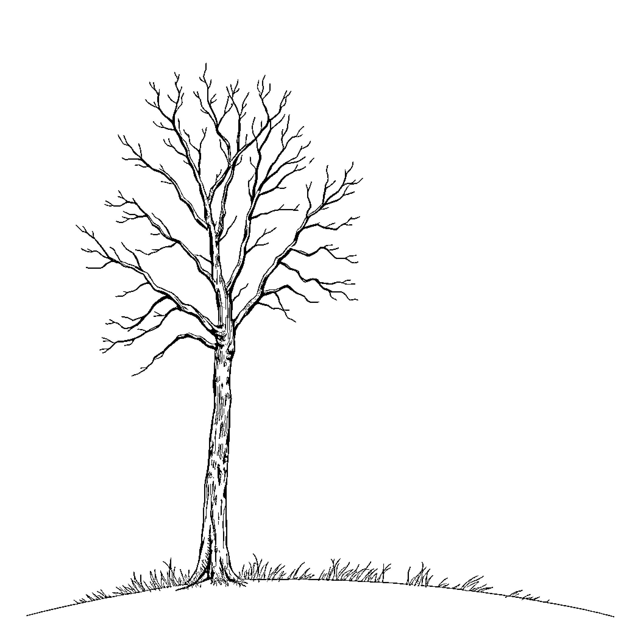 Tree standing alone in a field Coloring Page (free black-and-white line drawing printable PDF for all, from beginners to advanced learners, including children, teens, adults, and seniors)