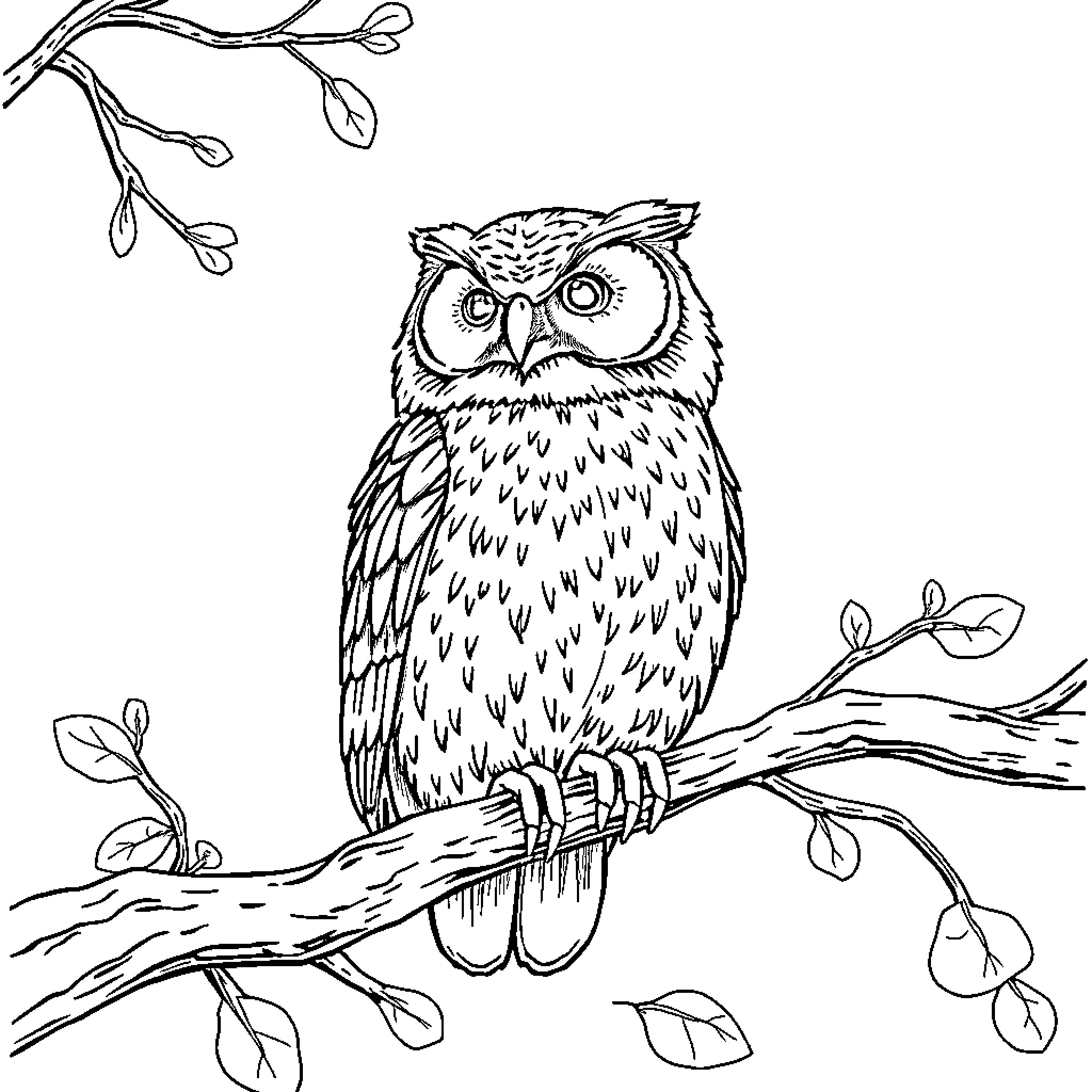 Owl perched on branch with leaves Coloring Page (free black-and-white line drawing printable PDF for all, from beginners to advanced learners, including children, teens, adults, and seniors)