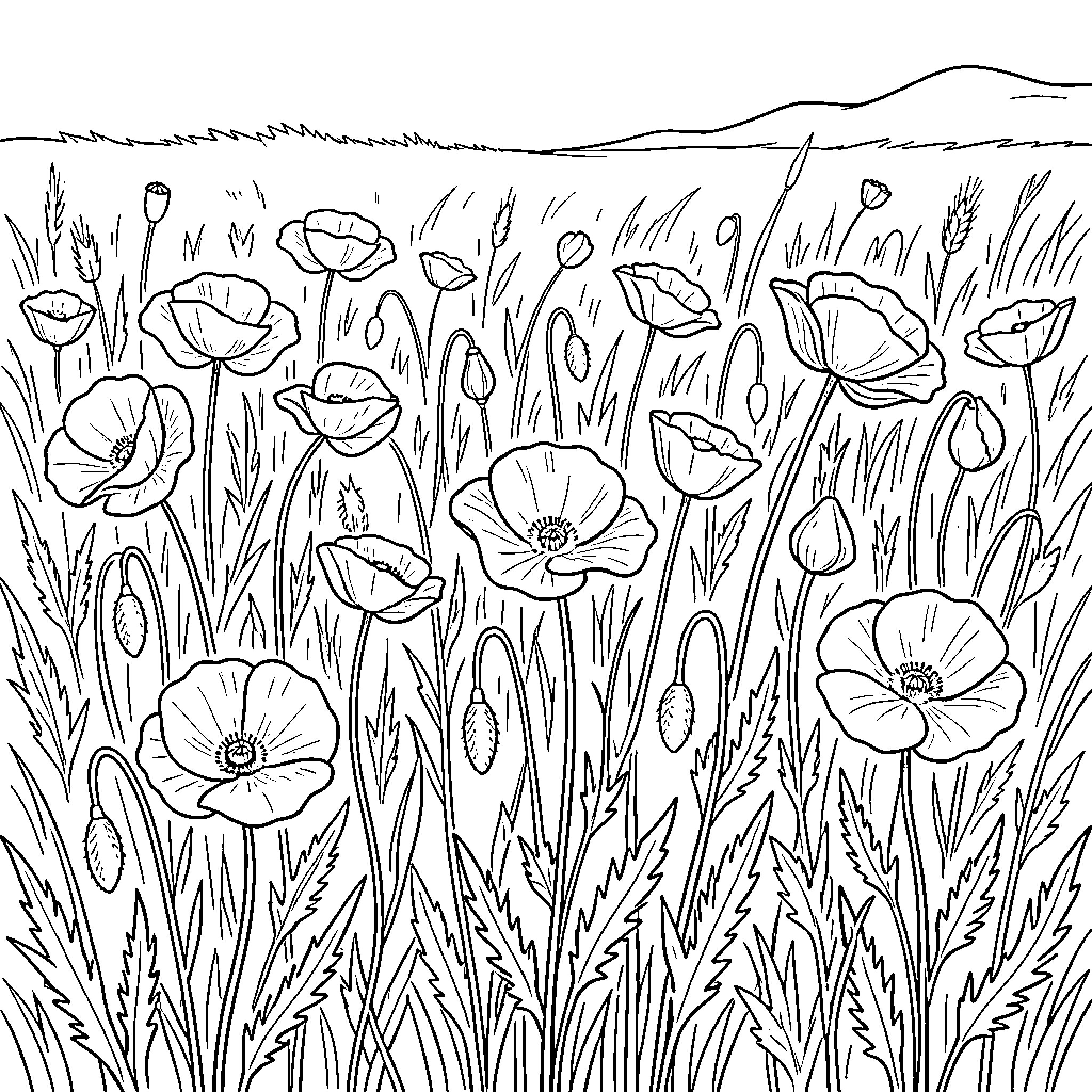 Poppy flowers blooming in a tall grassy meadow Coloring Page (free black-and-white line drawing printable PDF for all, from beginners to advanced learners, including children, teens, adults, and seniors)