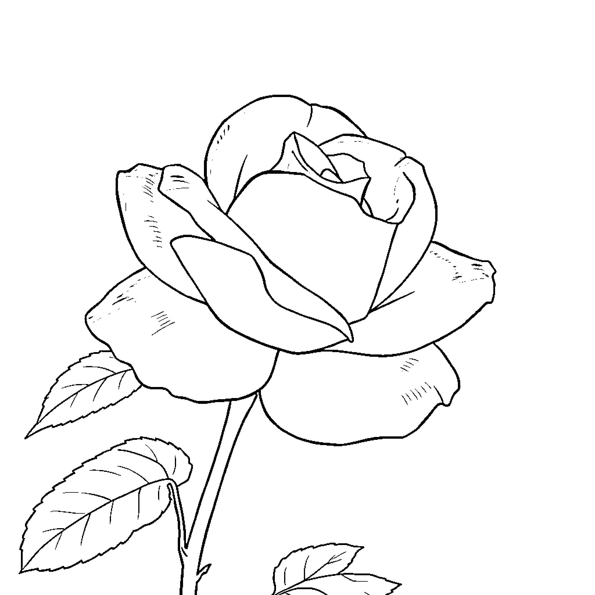 Rose in detailed floral outline Coloring Page (free black-and-white line drawing printable PDF for all, from beginners to advanced learners, including children, teens, adults, and seniors)