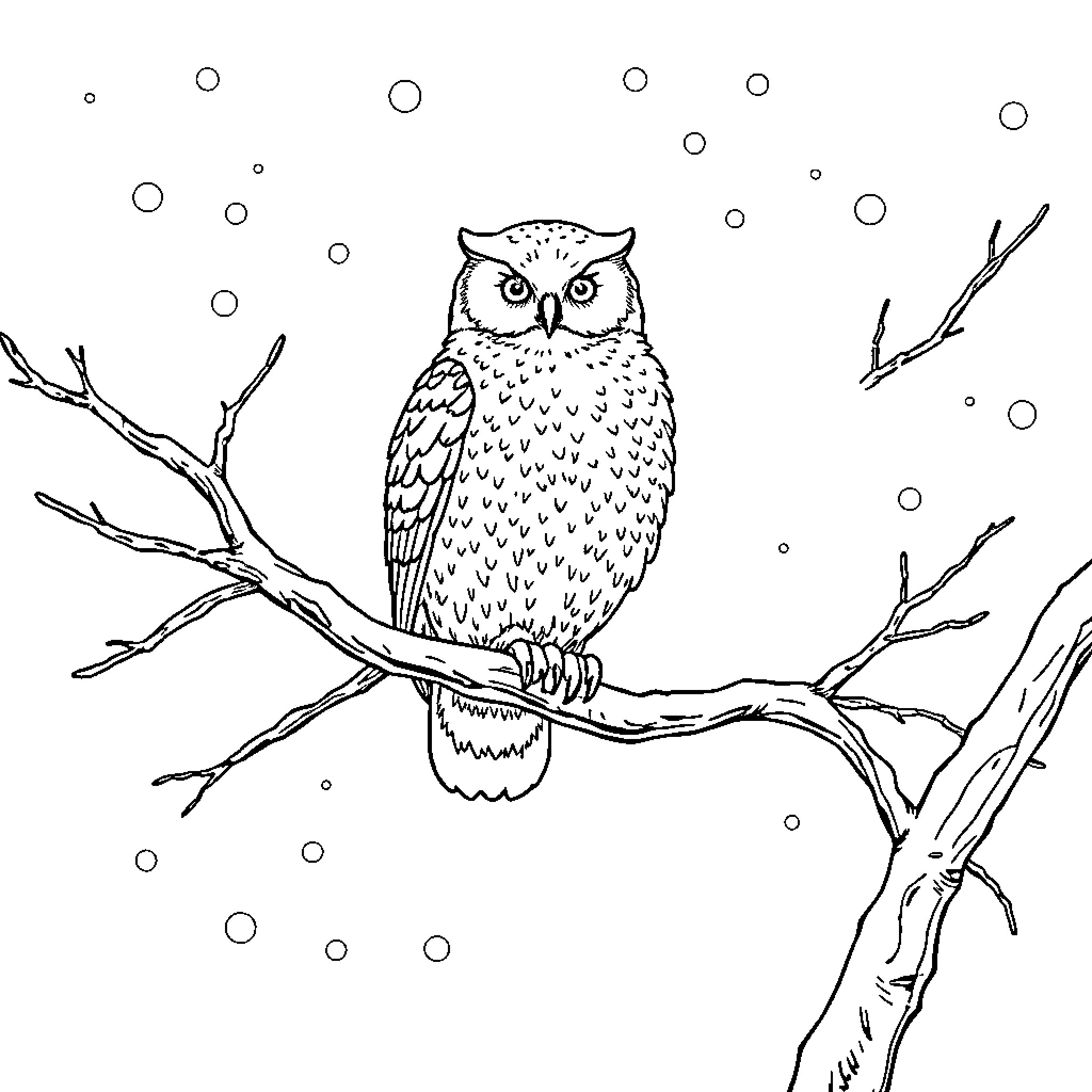 Owl perched on a snowy branch Coloring Page (free black-and-white line drawing printable PDF for all, from beginners to advanced learners, including children, teens, adults, and seniors)