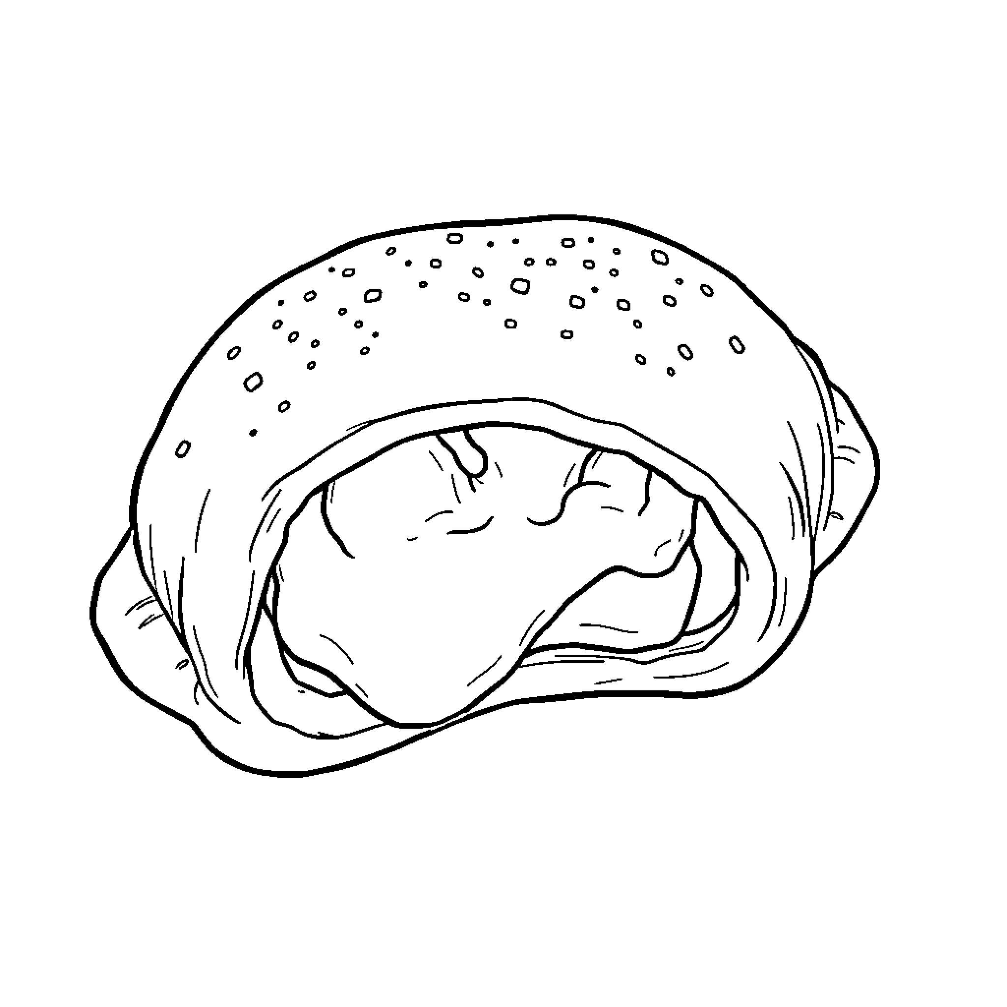 Pierogie with dough wrappings Coloring Page (free black-and-white line drawing printable PDF for all, from beginners to advanced learners, including children, teens, adults, and seniors)