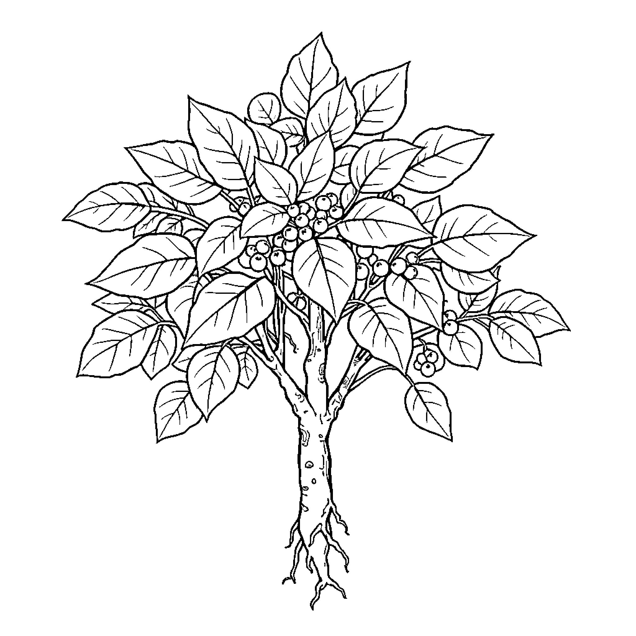 Ginseng plant with intricate foliage Coloring Page (free black-and-white line drawing printable PDF for all, from beginners to advanced learners, including children, teens, adults, and seniors)