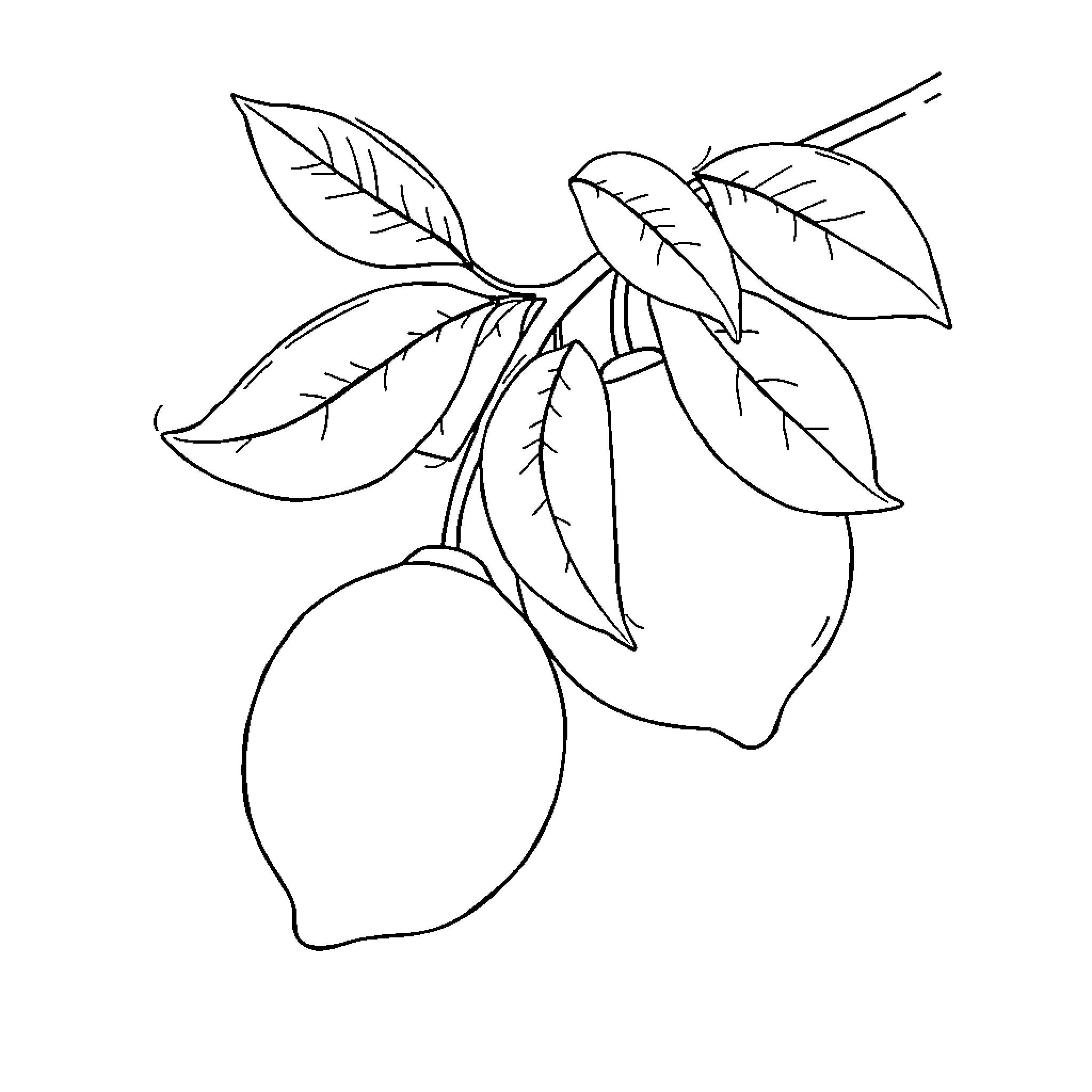 Lemon branch with leaves and fruit Coloring Page (free black-and-white line drawing printable PDF for all, from beginners to advanced learners, including children, teens, adults, and seniors)