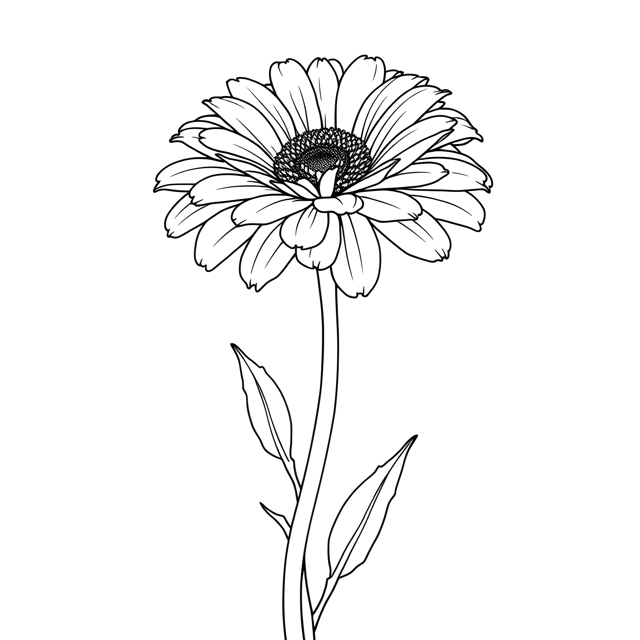 Tagetes flower in simple line art Coloring Page (free black-and-white line drawing printable PDF for all, from beginners to advanced learners, including children, teens, adults, and seniors)