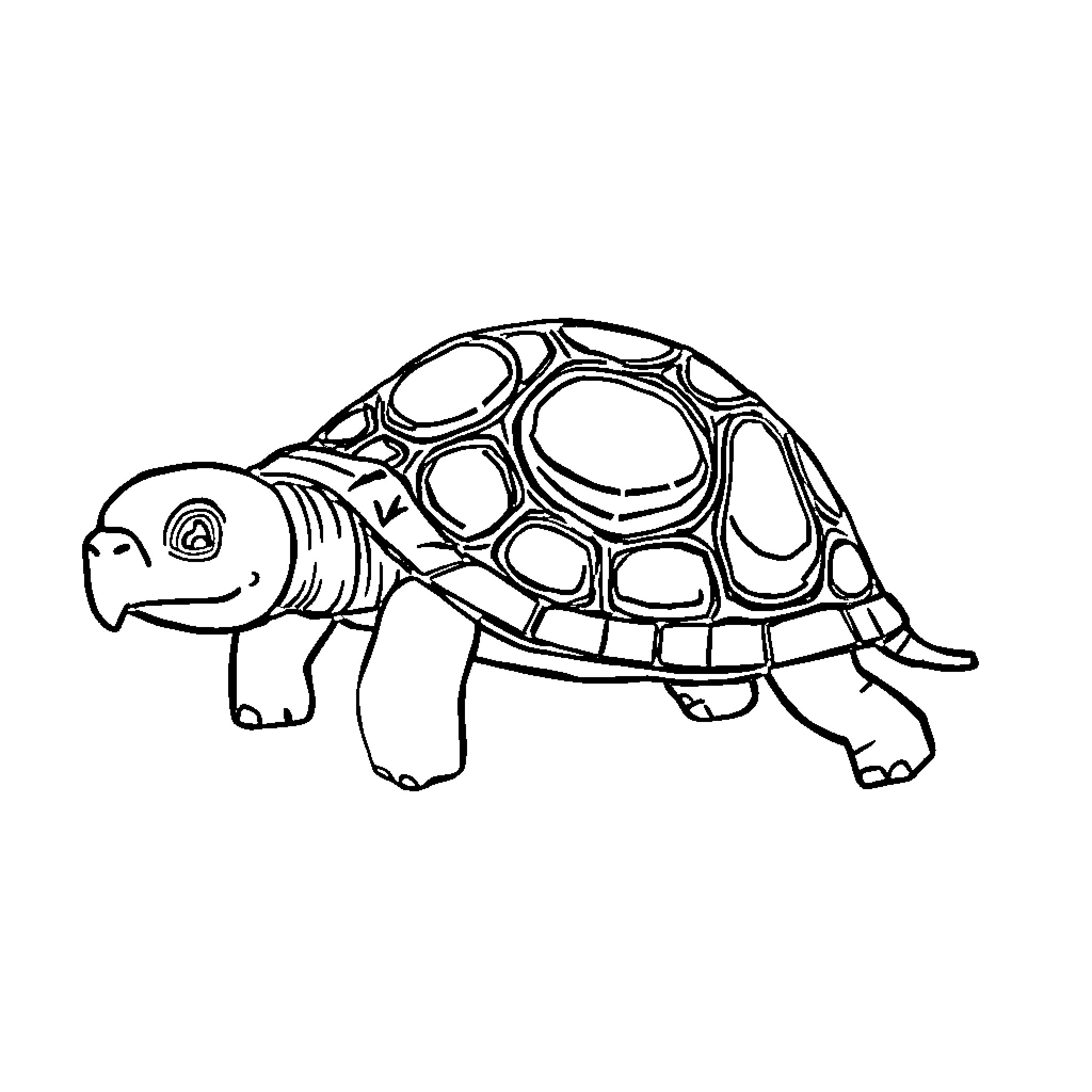 Turtle with a whimsical shell design Coloring Page (free black-and-white line drawing printable PDF for all, from beginners to advanced learners, including children, teens, adults, and seniors)