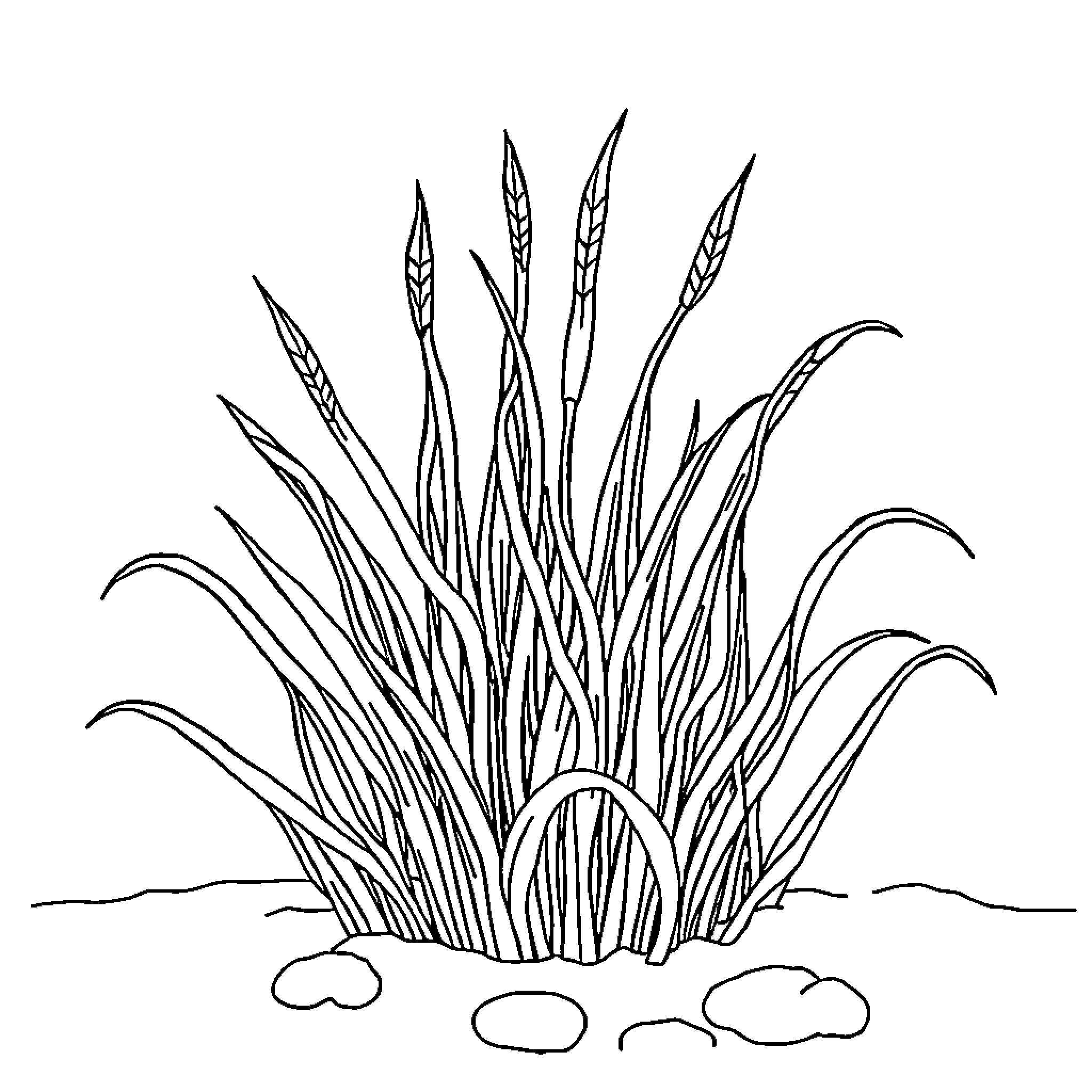Sea Grass waving in the wind Coloring Page (free black-and-white line drawing printable PDF for all, from beginners to advanced learners, including children, teens, adults, and seniors)