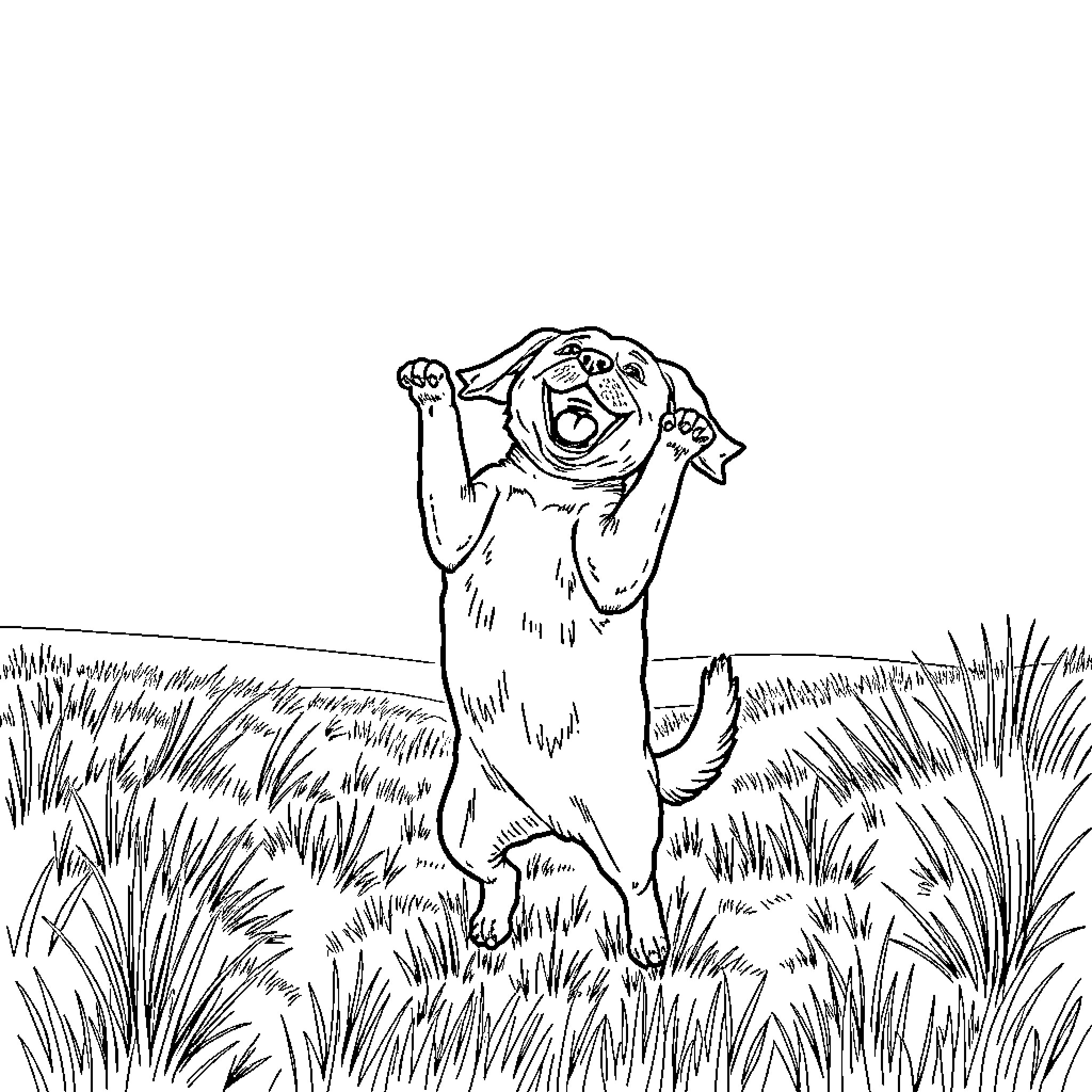 Dog playing joyfully in grassy field Coloring Page (free black-and-white line drawing printable PDF for all, from beginners to advanced learners, including children, teens, adults, and seniors)