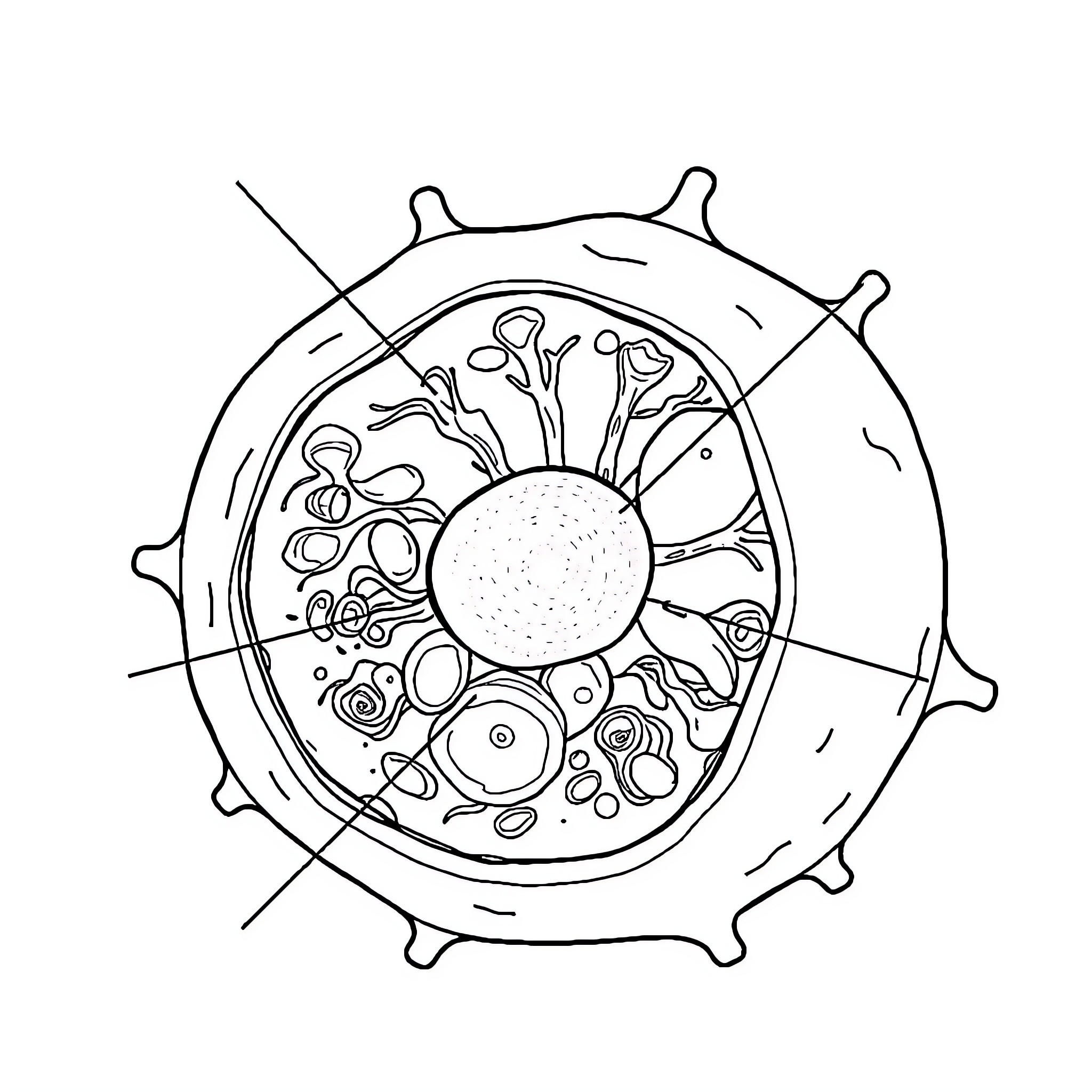 Cell Structure Diagram Illustration Coloring Page (free black-and-white line drawing printable PDF for all, from beginners to advanced learners, including children, teens, adults, and seniors)