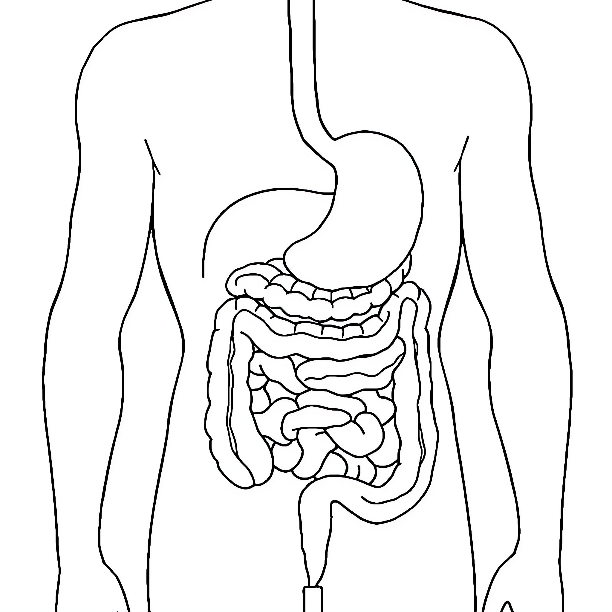 Human body diagram showing internal organs Coloring Page (free black-and-white line drawing printable PDF for all, from beginners to advanced learners, including children, teens, adults, and seniors)