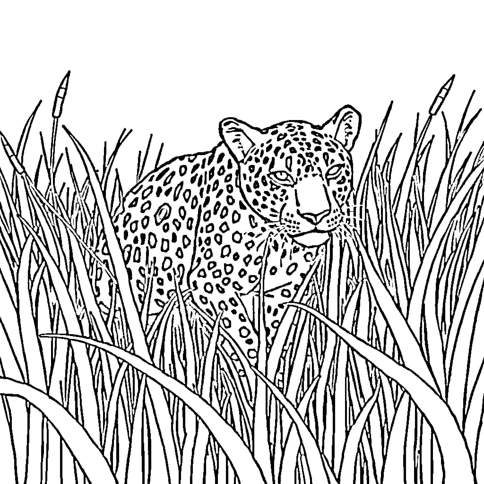 Leopard stalking amidst tall grass Coloring Page (free black-and-white line drawing printable PDF for all, from beginners to advanced learners, including children, teens, adults, and seniors)