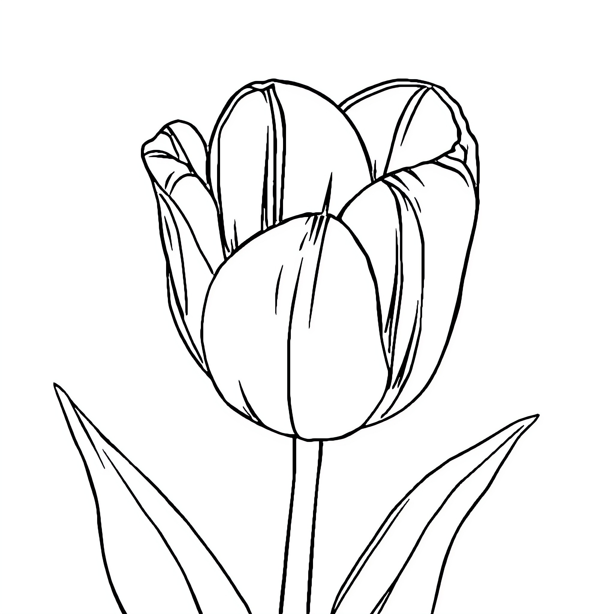 Tulip flower in simple outline drawing Coloring Page (free black-and-white line drawing printable PDF for all, from beginners to advanced learners, including children, teens, adults, and seniors)
