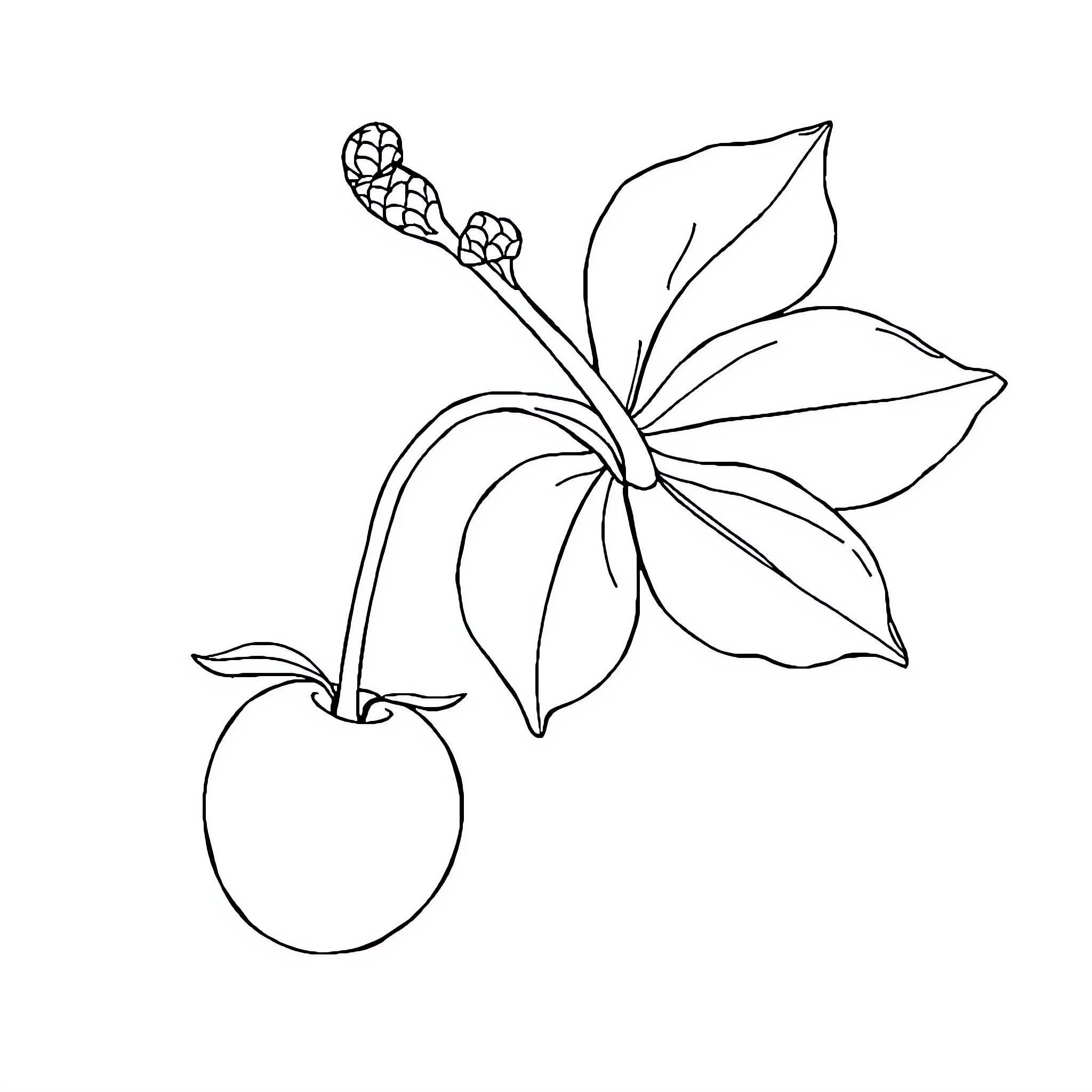 Flower with Leaf and Apple Coloring Page (free black-and-white line drawing printable PDF for all, from beginners to advanced learners, including children, teens, adults, and seniors)