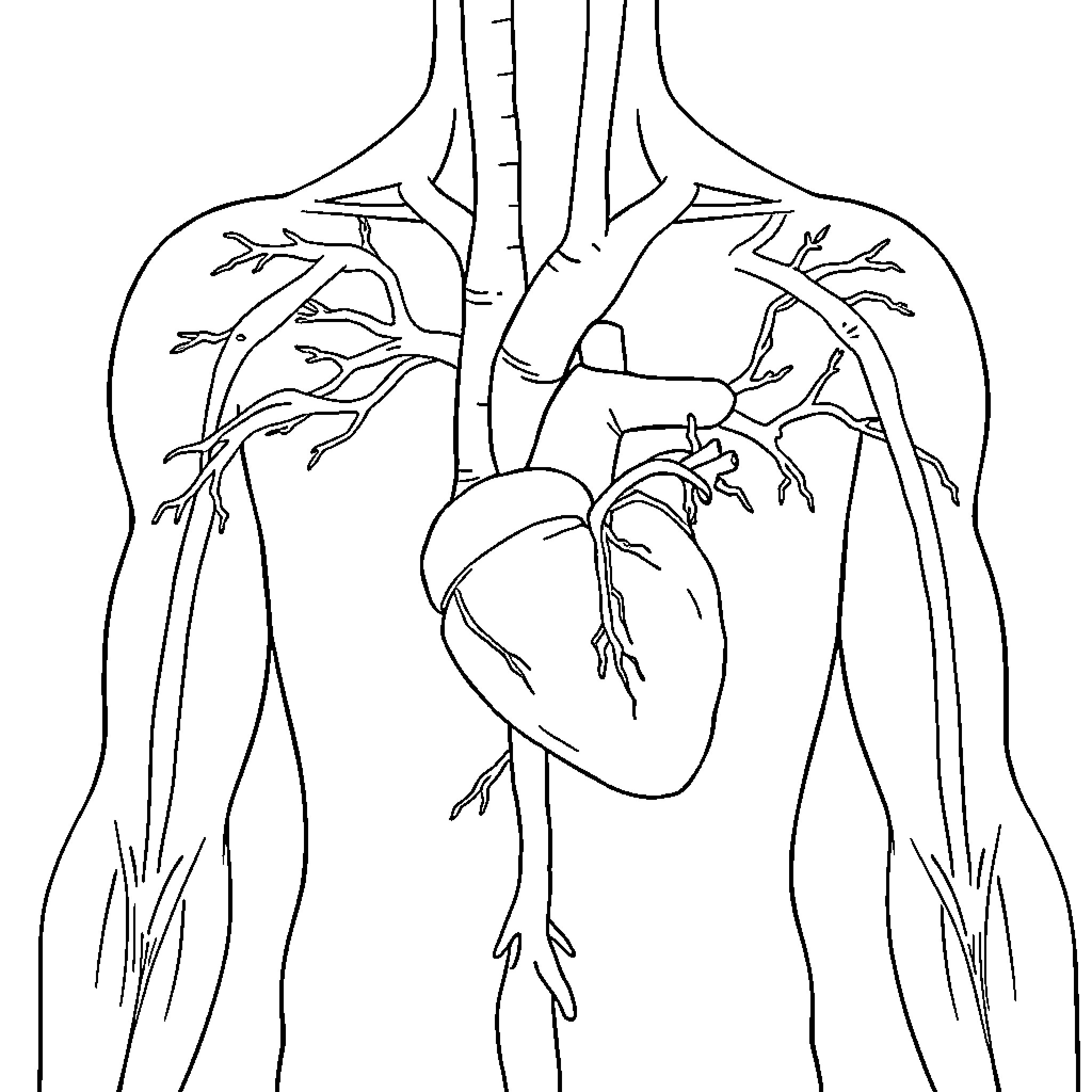 Artery with Heart and Vessels Coloring Page (free black-and-white line drawing printable PDF for all, from beginners to advanced learners, including children, teens, adults, and seniors)