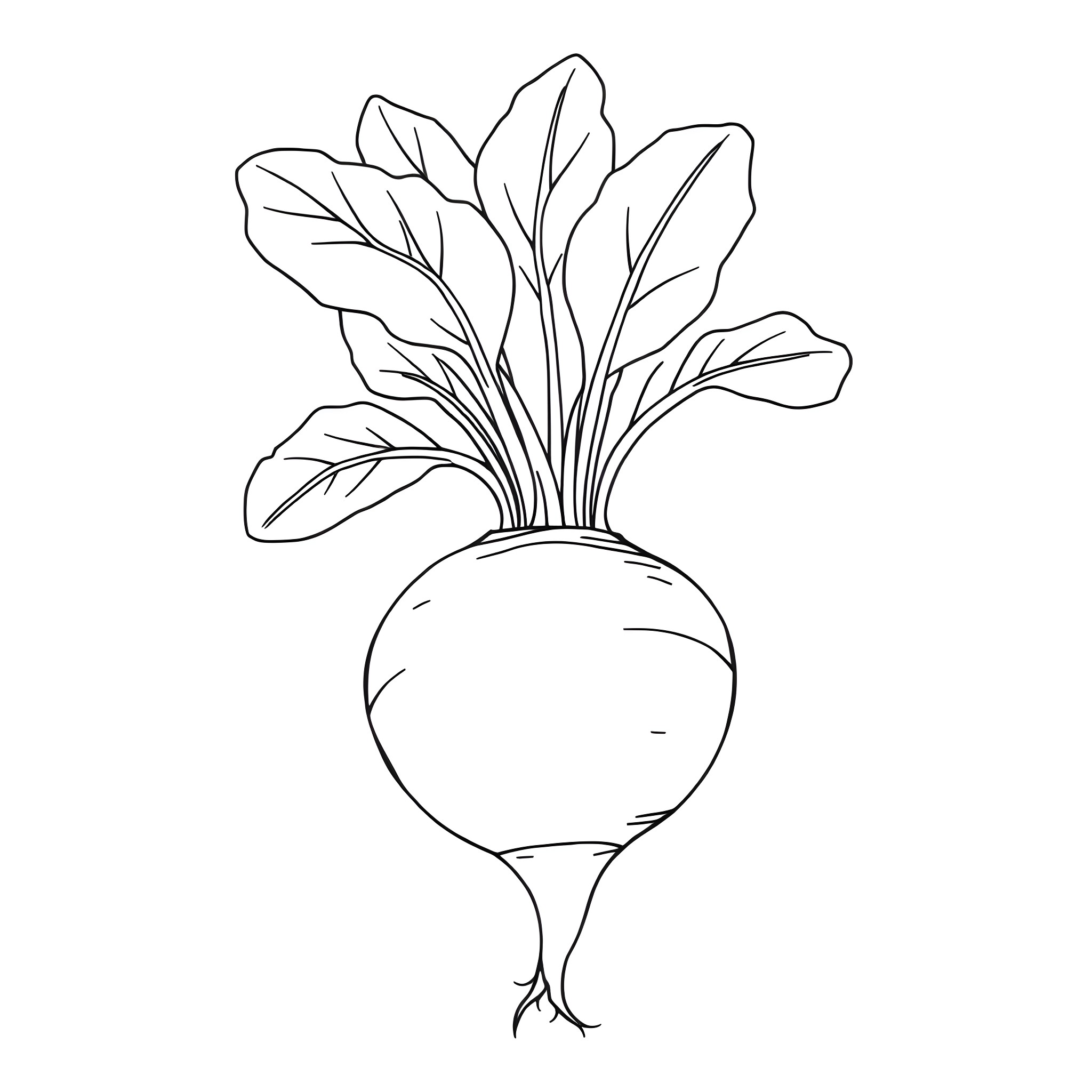 Beetroot with leafy greens Coloring Page (free black-and-white line drawing printable PDF for all, from beginners to advanced learners, including children, teens, adults, and seniors)