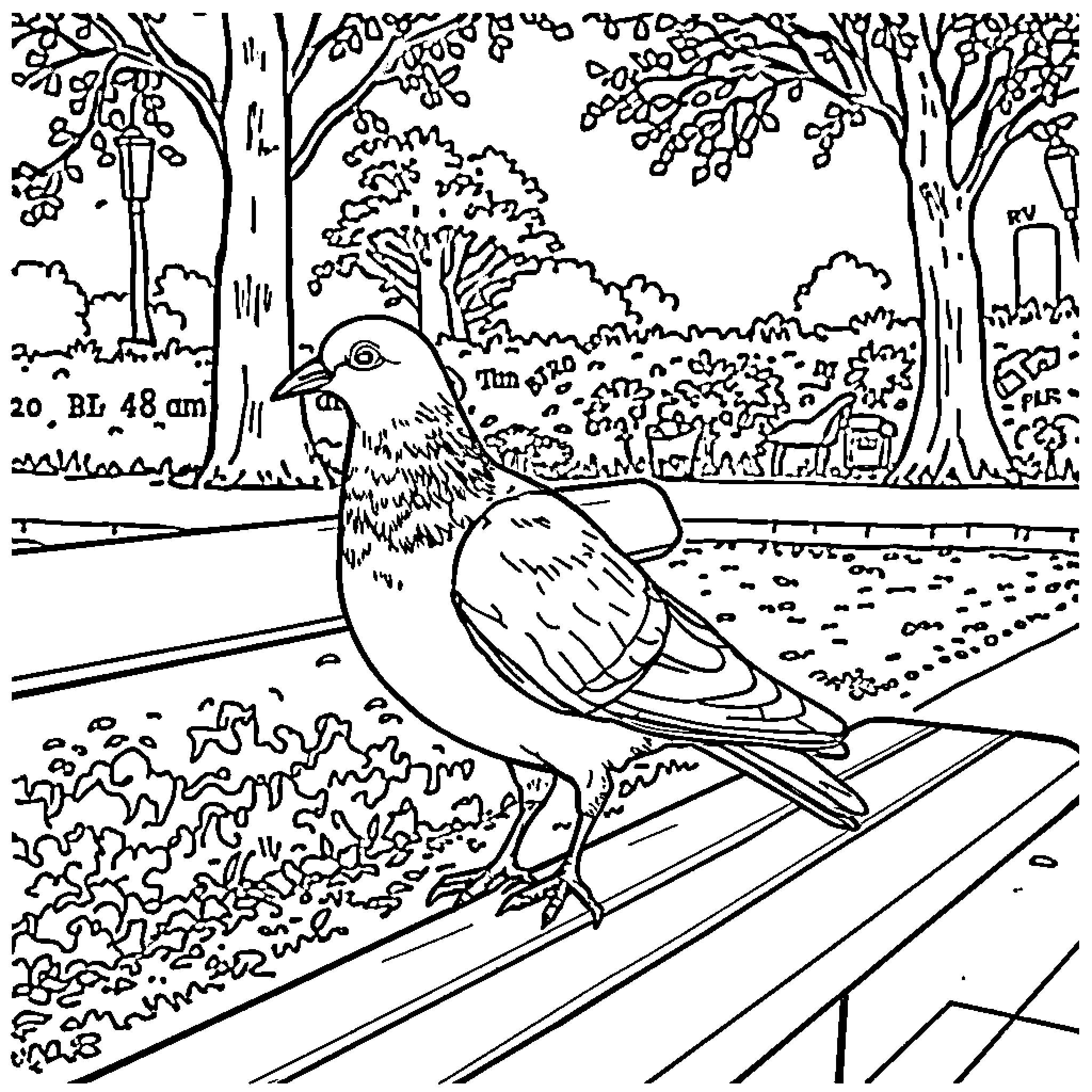 Pigeon peacefully resting on a park bench Coloring Page (free black-and-white line drawing printable PDF for all, from beginners to advanced learners, including children, teens, adults, and seniors)