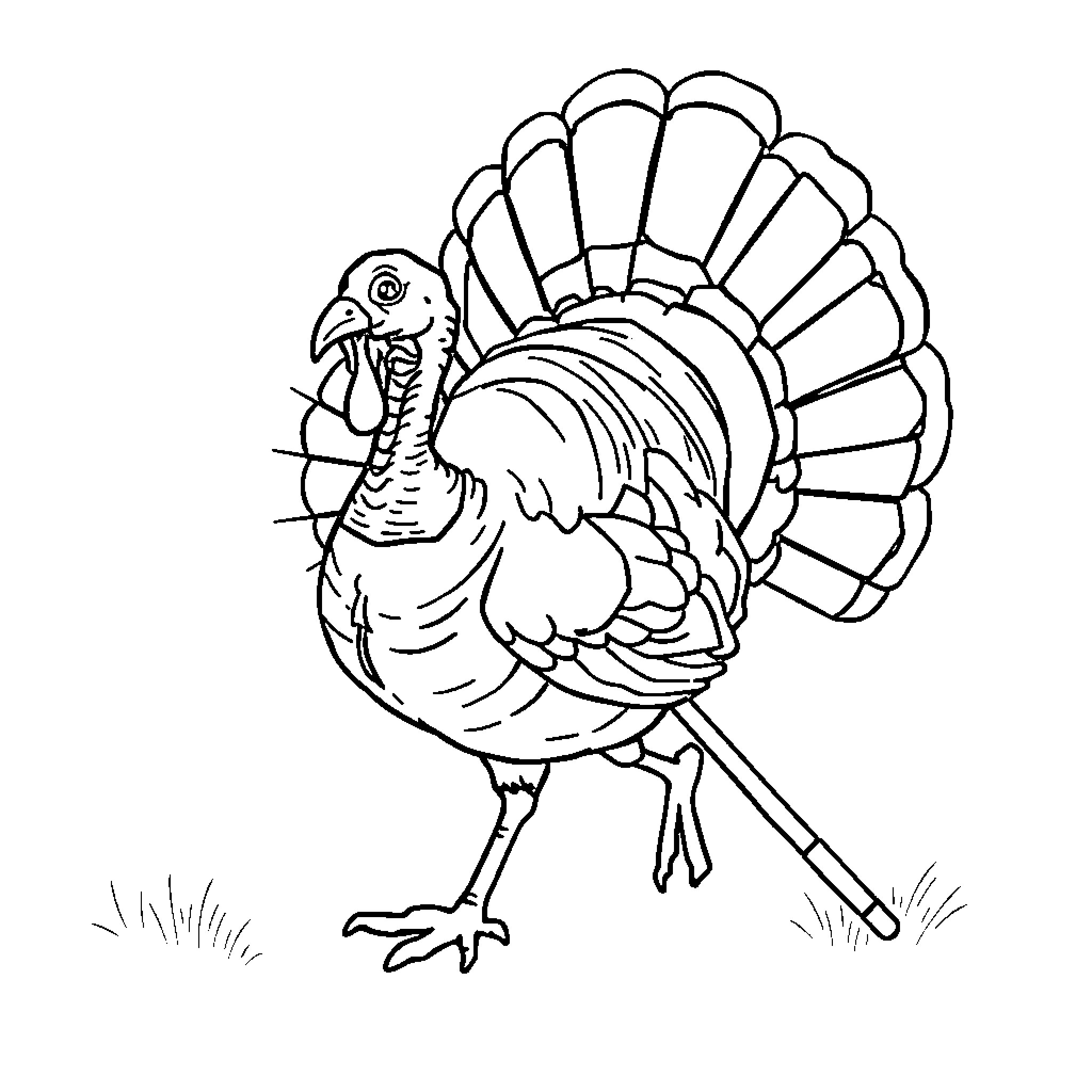Turkey with fanned feathers in black and white Coloring Page (free black-and-white line drawing printable PDF for all, from beginners to advanced learners, including children, teens, adults, and seniors)