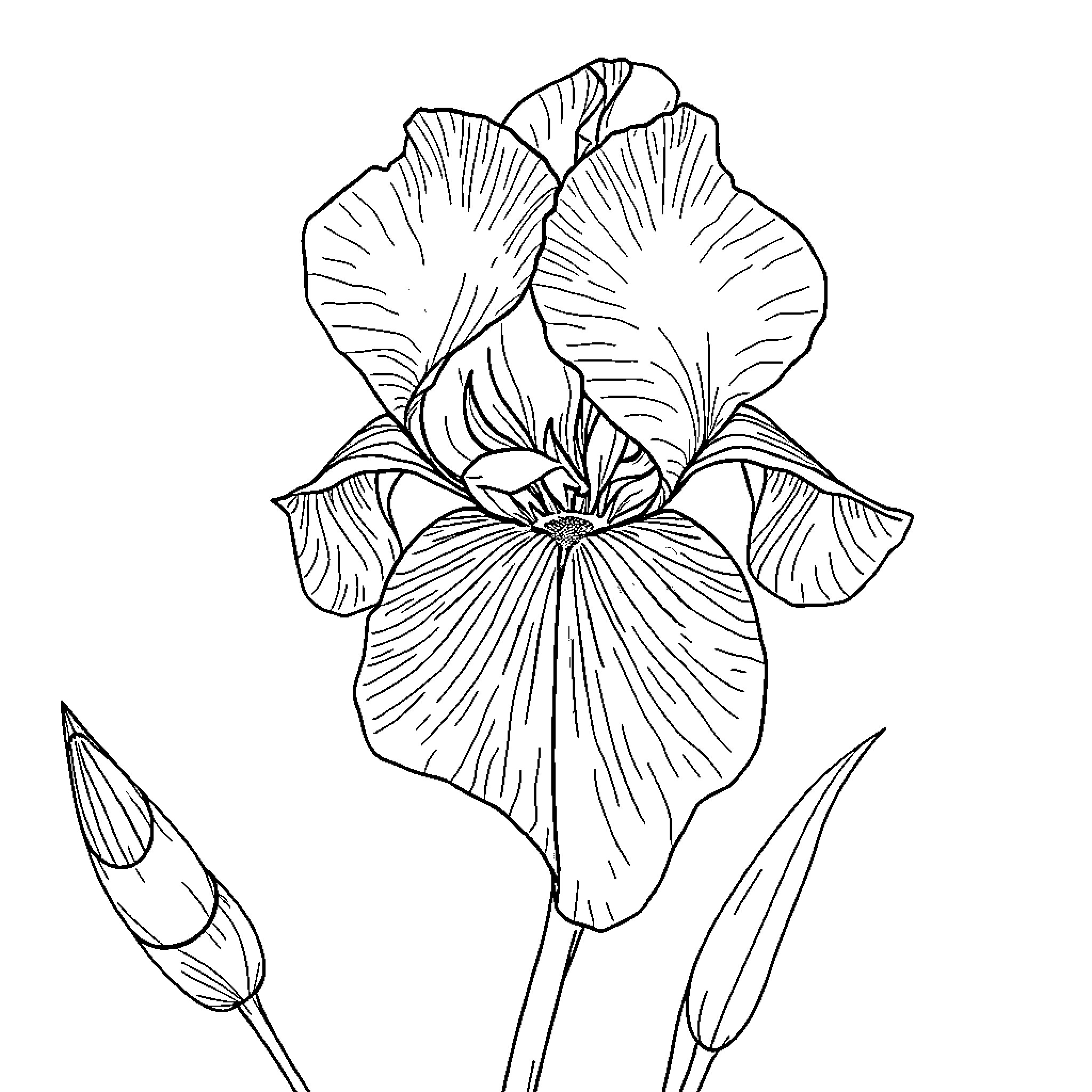 Iris blooming with delicate petals Coloring Page (free black-and-white line drawing printable PDF for all, from beginners to advanced learners, including children, teens, adults, and seniors)
