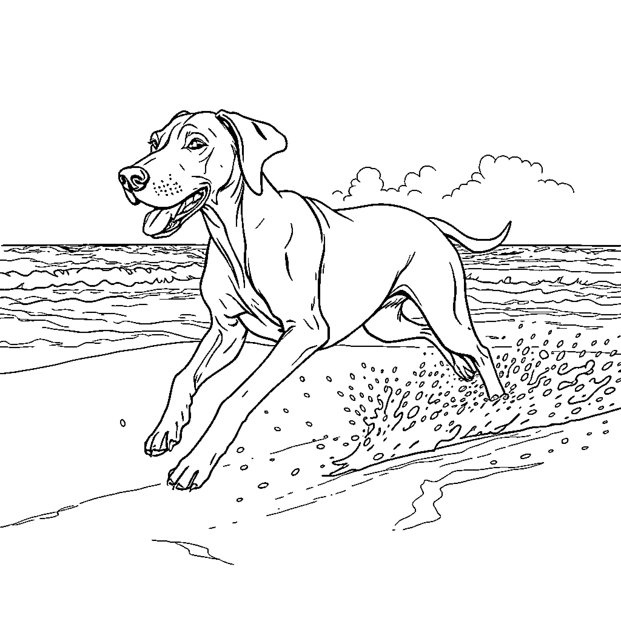 Weimaraner playing in the waves on the beach Coloring Page (free black-and-white line drawing printable PDF for all, from beginners to advanced learners, including children, teens, adults, and seniors)