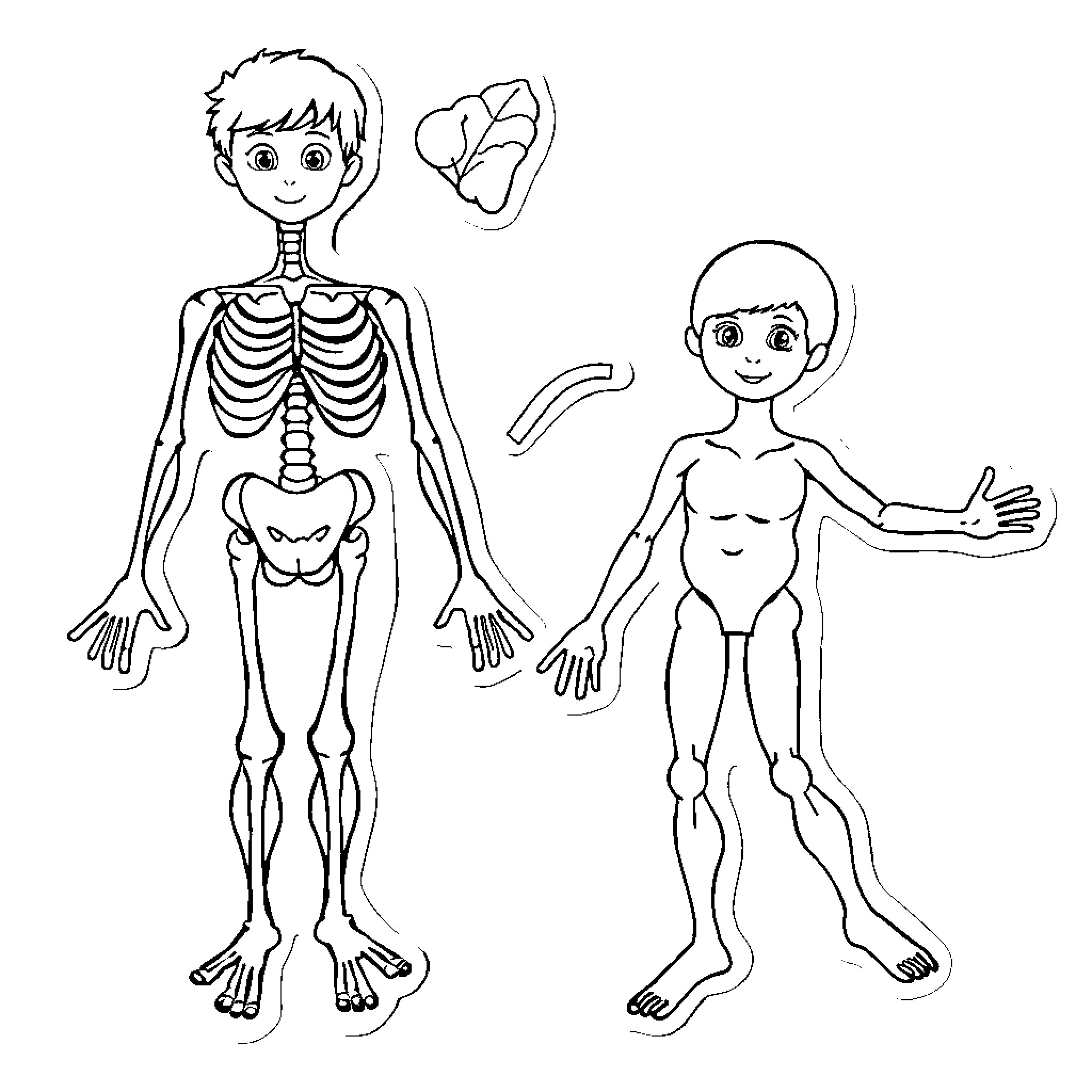 Body Part Structures and Anatomy of Human Figures Coloring Page (free black-and-white line drawing printable PDF for all, from beginners to advanced learners, including children, teens, adults, and seniors)