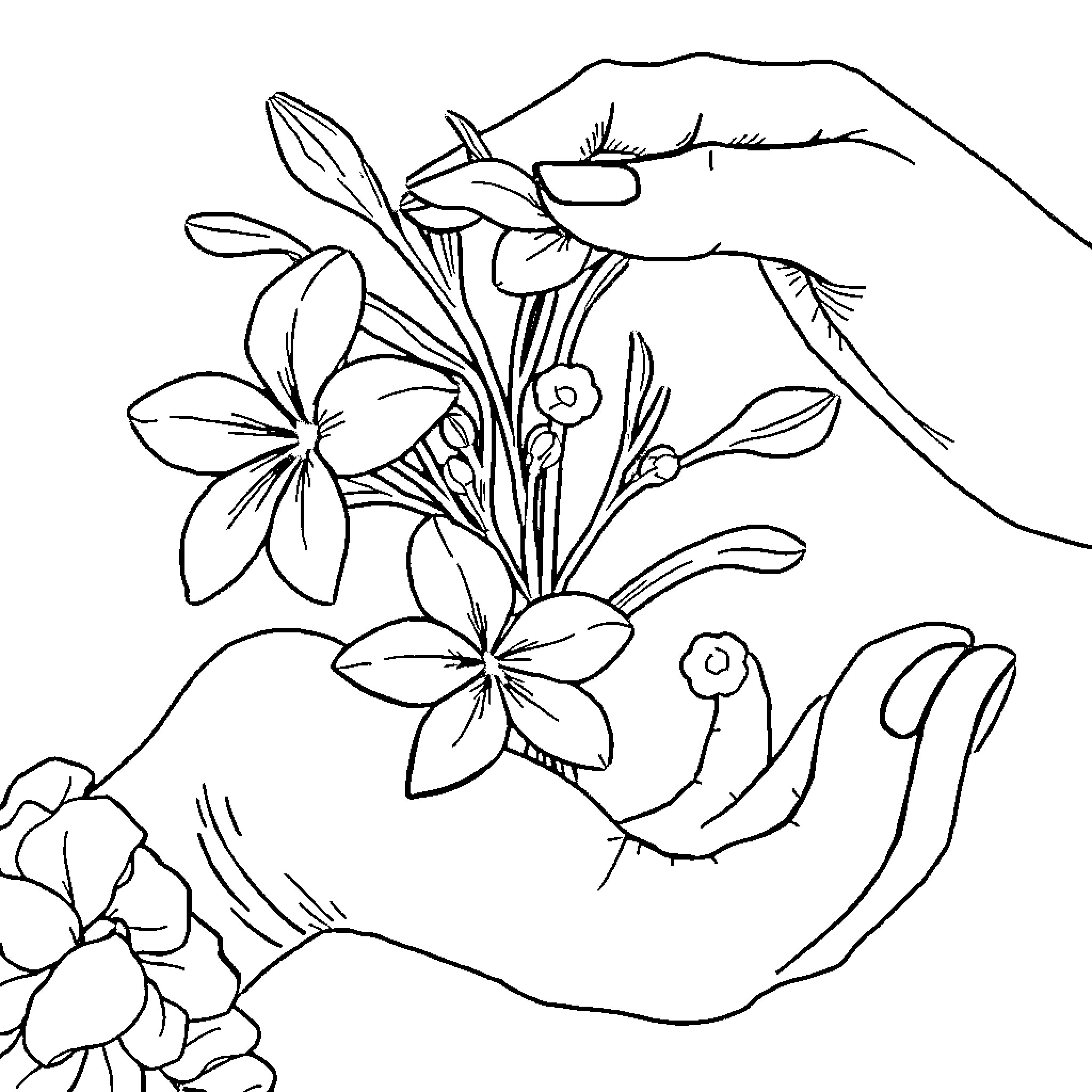 Hands nurturing delicate floral blooms Coloring Page (free black-and-white line drawing printable PDF for all, from beginners to advanced learners, including children, teens, adults, and seniors)