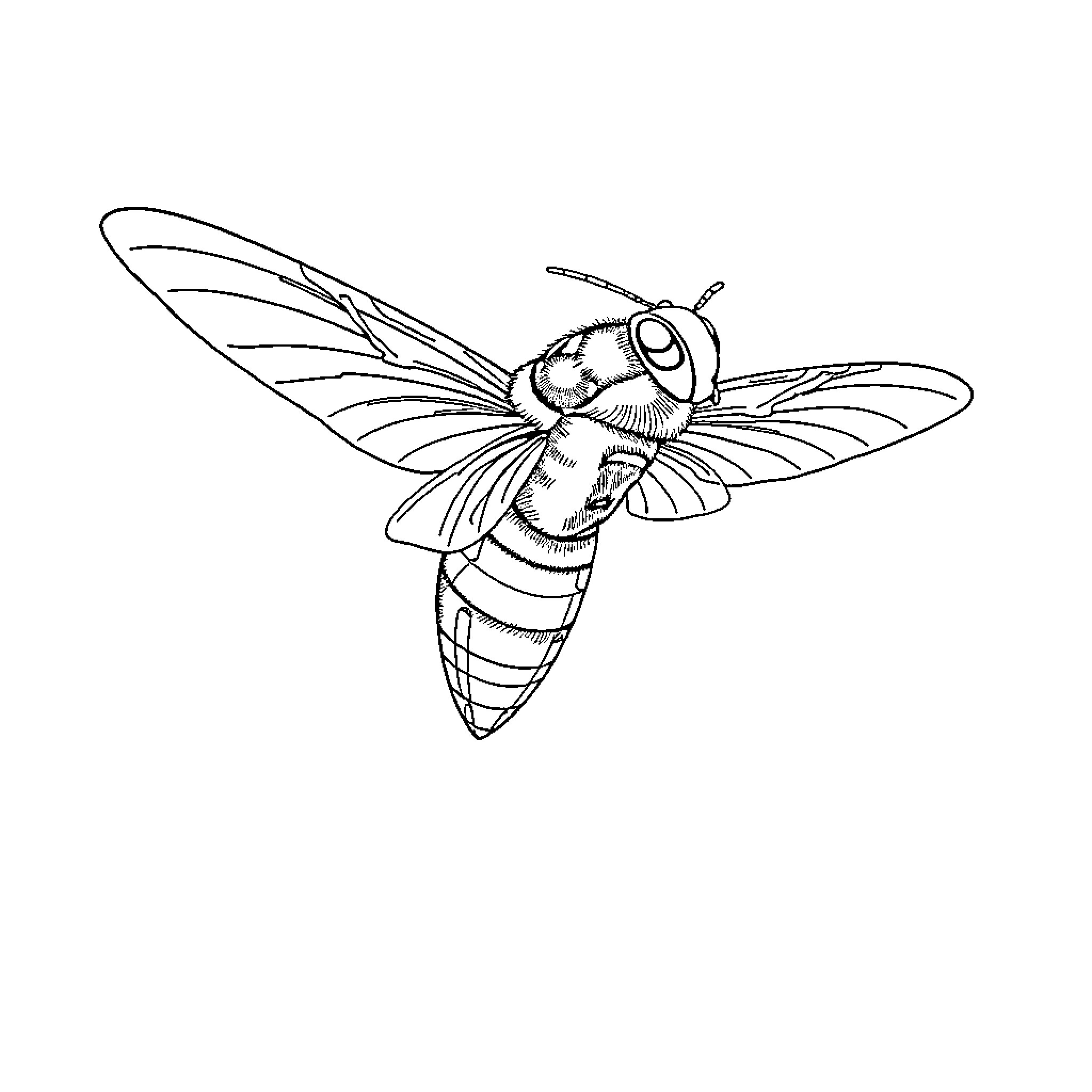 Flying Bug Spreading Its Wings Coloring Page (free black-and-white line drawing printable PDF for all, from beginners to advanced learners, including children, teens, adults, and seniors)