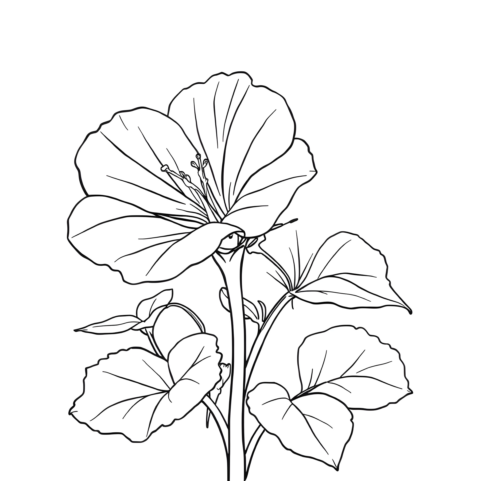 1 Best Common Nasturtium Coloring Pages (Free Printable PDFs)