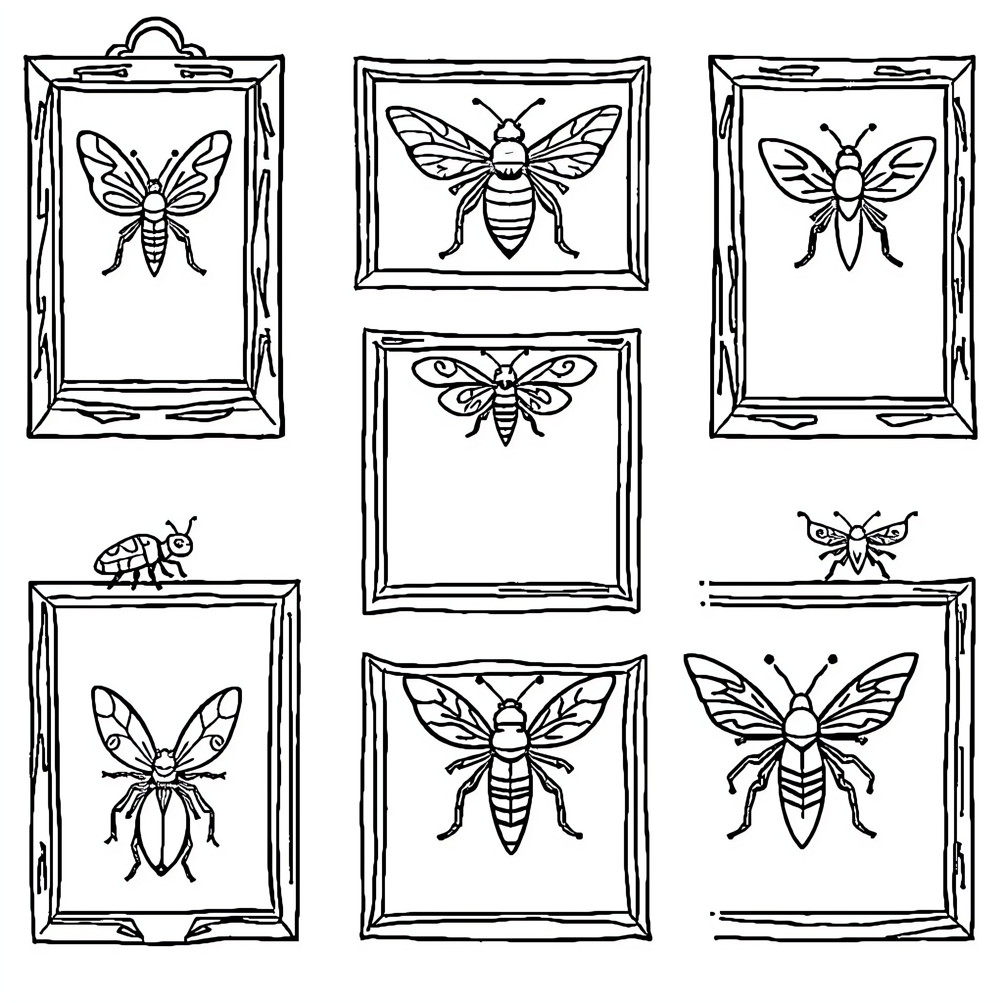 Insect specimens displayed in framed illustrations Coloring Page (free black-and-white line drawing printable PDF for all, from beginners to advanced learners, including children, teens, adults, and seniors)
