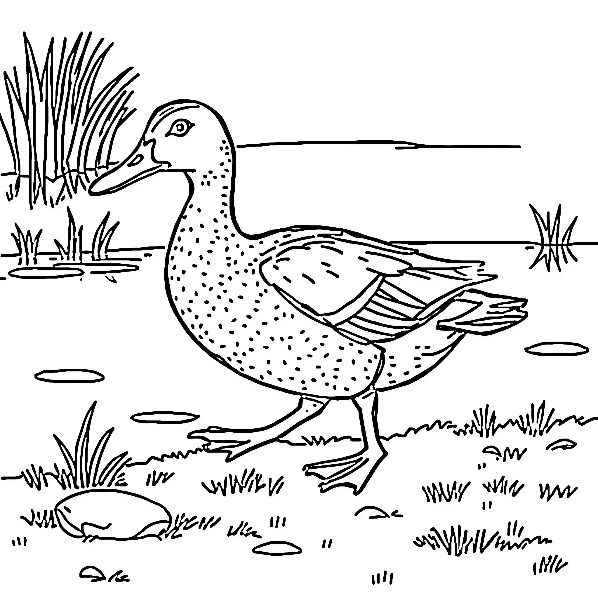 Duck wading through the marsh Coloring Page (free black-and-white line drawing printable PDF for all, from beginners to advanced learners, including children, teens, adults, and seniors)