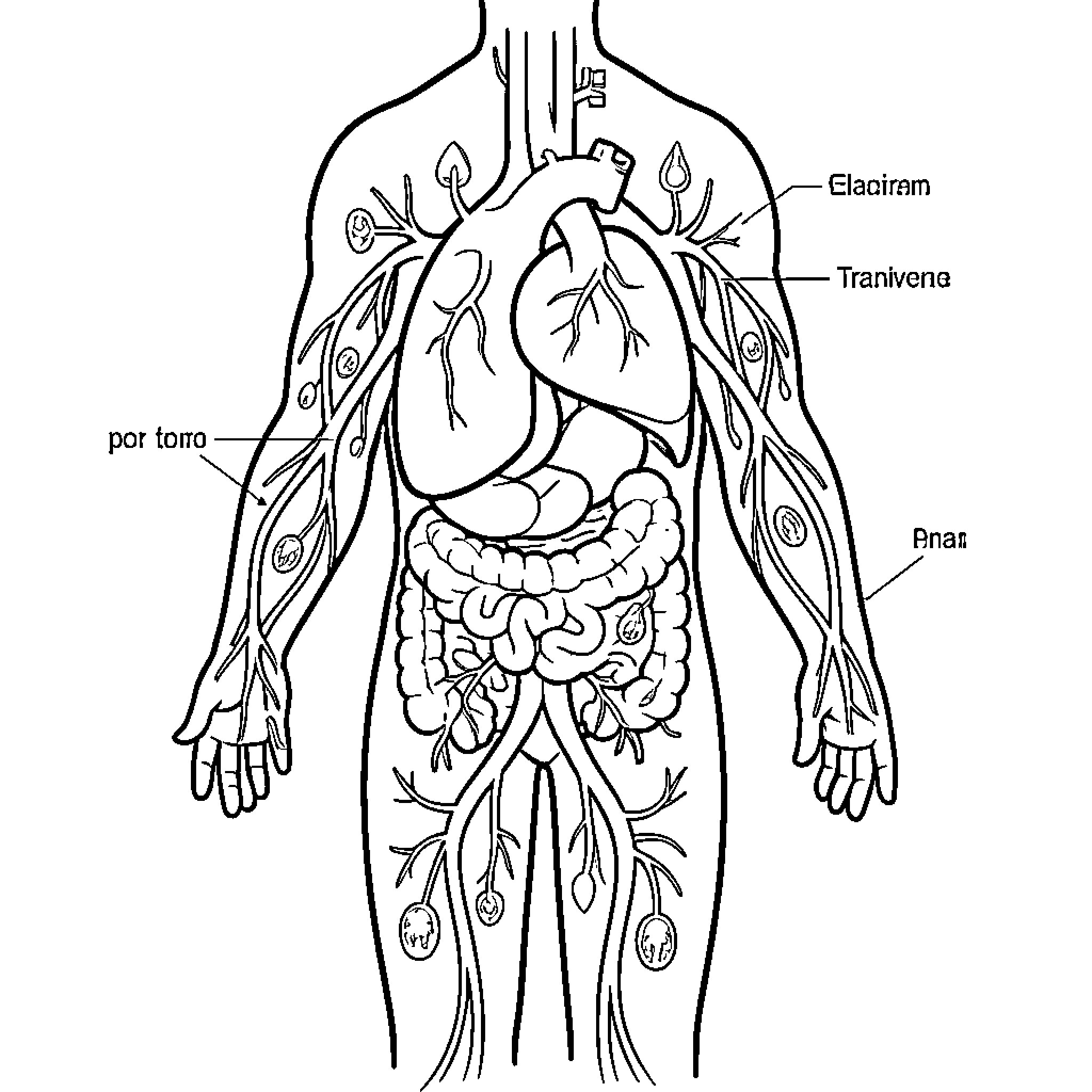 Cardiovascular System diagram showing internal organs Coloring Page (free black-and-white line drawing printable PDF for all, from beginners to advanced learners, including children, teens, adults, and seniors)