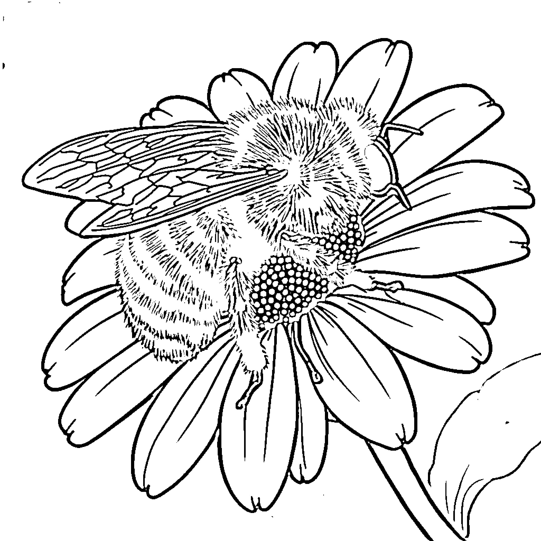 Bee pollinating a vibrant flower Coloring Page (free black-and-white line drawing printable PDF for all, from beginners to advanced learners, including children, teens, adults, and seniors)