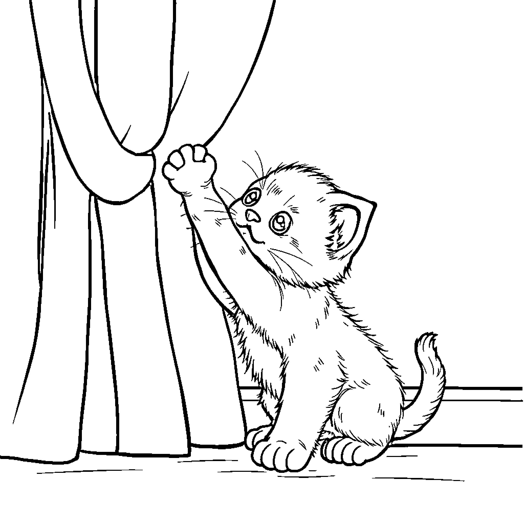 Kitten peeking curiously through the curtain Coloring Page (free black-and-white line drawing printable PDF for all, from beginners to advanced learners, including children, teens, adults, and seniors)