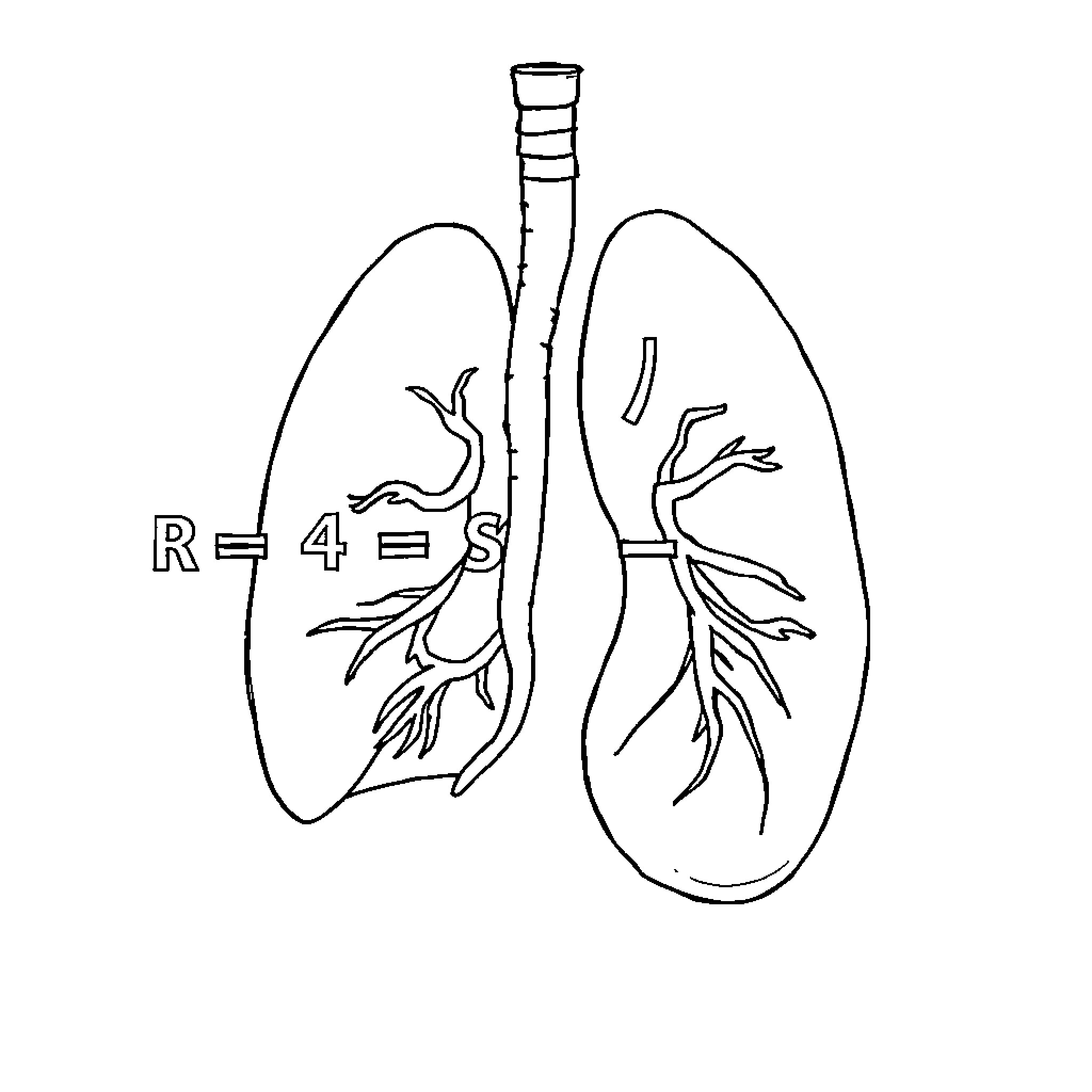 Cellular Respiration: Lungs and Alveoli Diagram Coloring Page (free black-and-white line drawing printable PDF for all, from beginners to advanced learners, including children, teens, adults, and seniors)