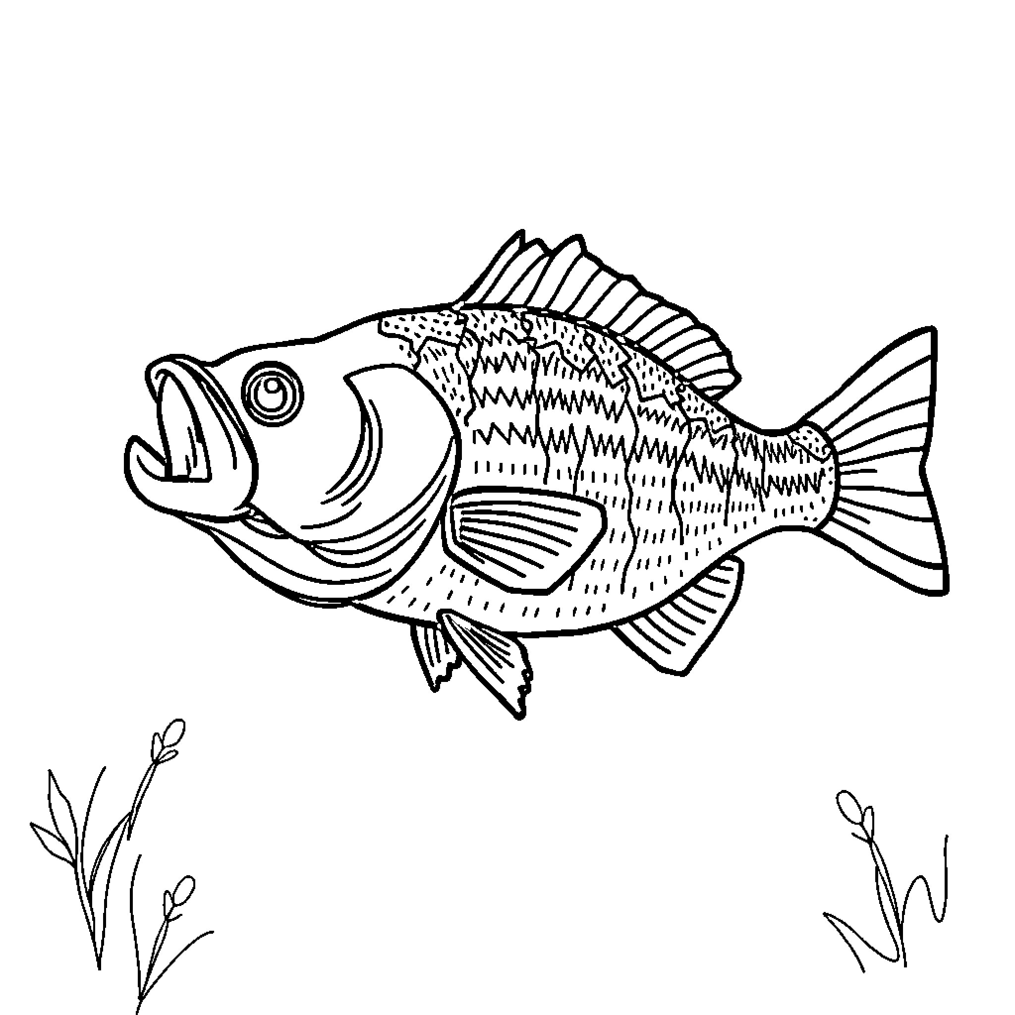 Bass fish swimming in the water Coloring Page (free black-and-white line drawing printable PDF for all, from beginners to advanced learners, including children, teens, adults, and seniors)
