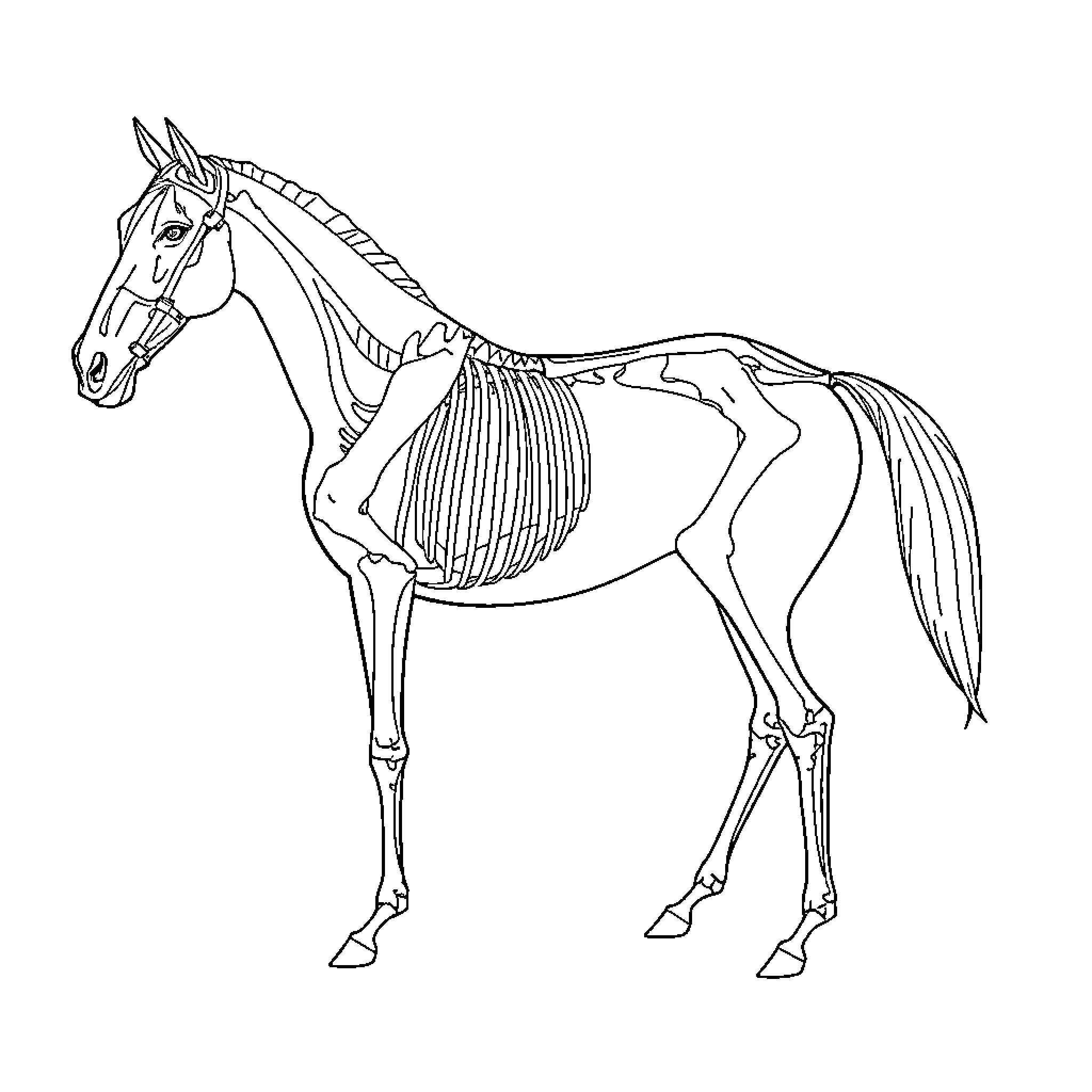 Horse Skeletal Anatomy Diagram Coloring Page (free black-and-white line drawing printable PDF for all, from beginners to advanced learners, including children, teens, adults, and seniors)