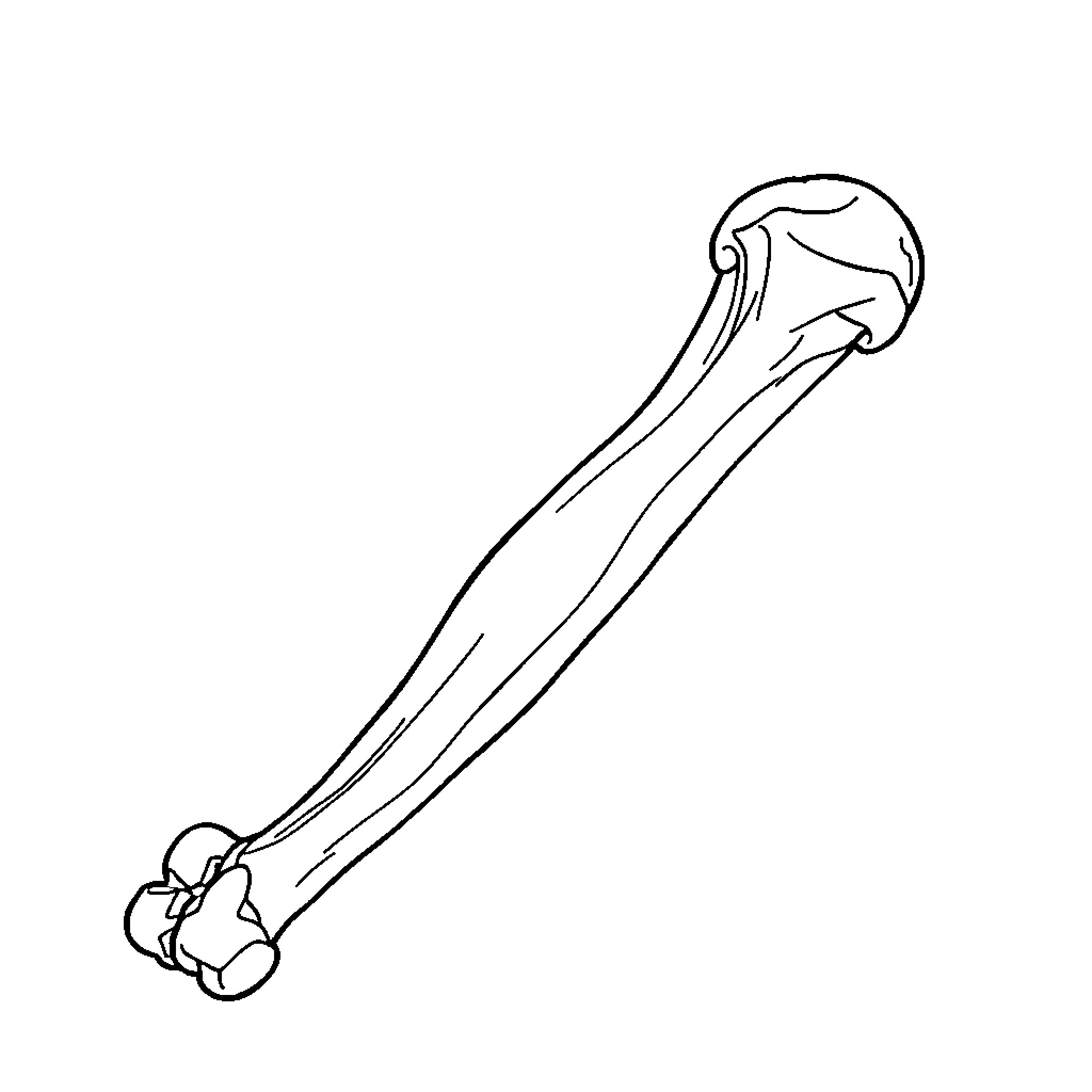 Humerus bone illustration Coloring Page (free black-and-white line drawing printable PDF for all, from beginners to advanced learners, including children, teens, adults, and seniors)