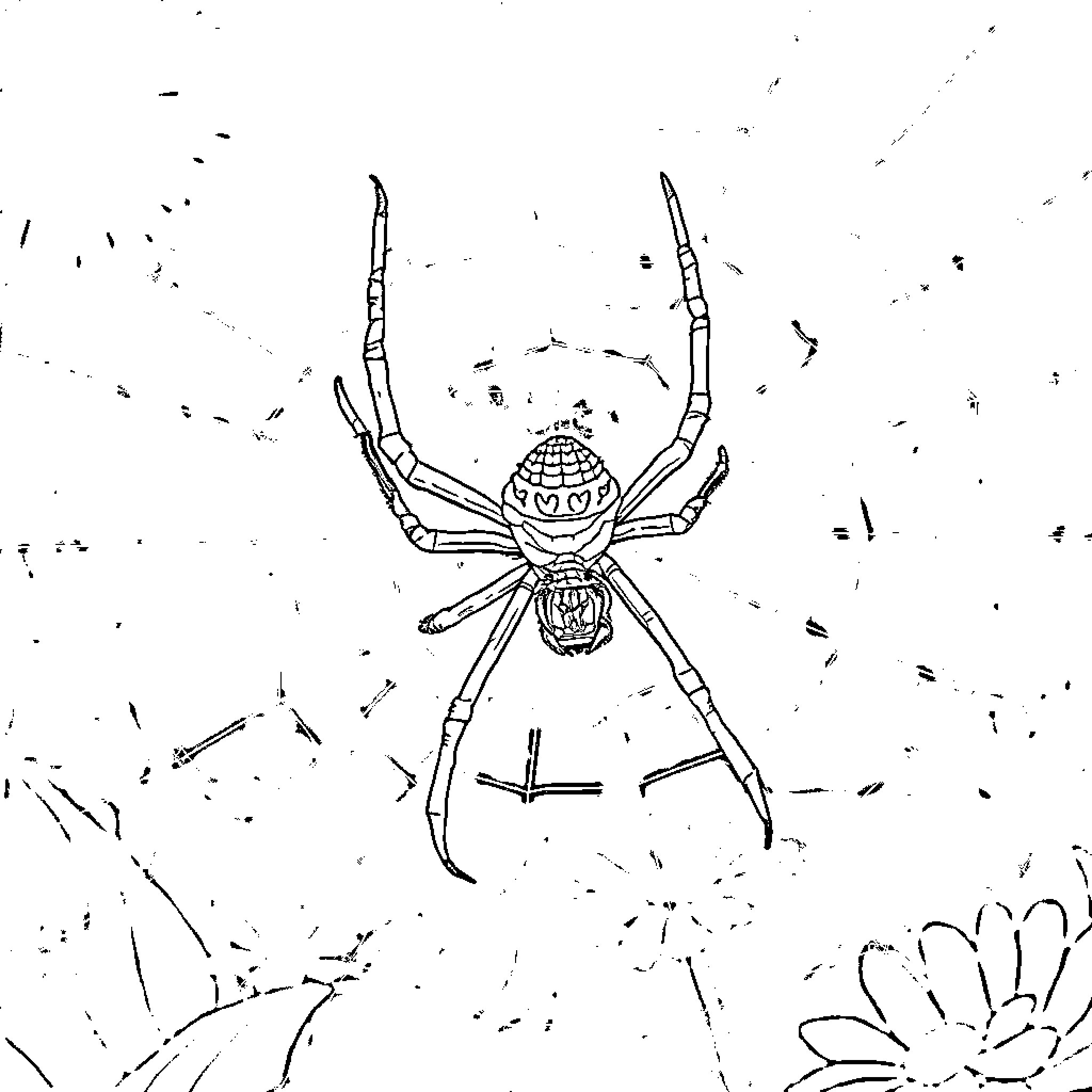 Florida Spiny Orb Weaver spider on intricate web Coloring Page (free black-and-white line drawing printable PDF for all, from beginners to advanced learners, including children, teens, adults, and seniors)