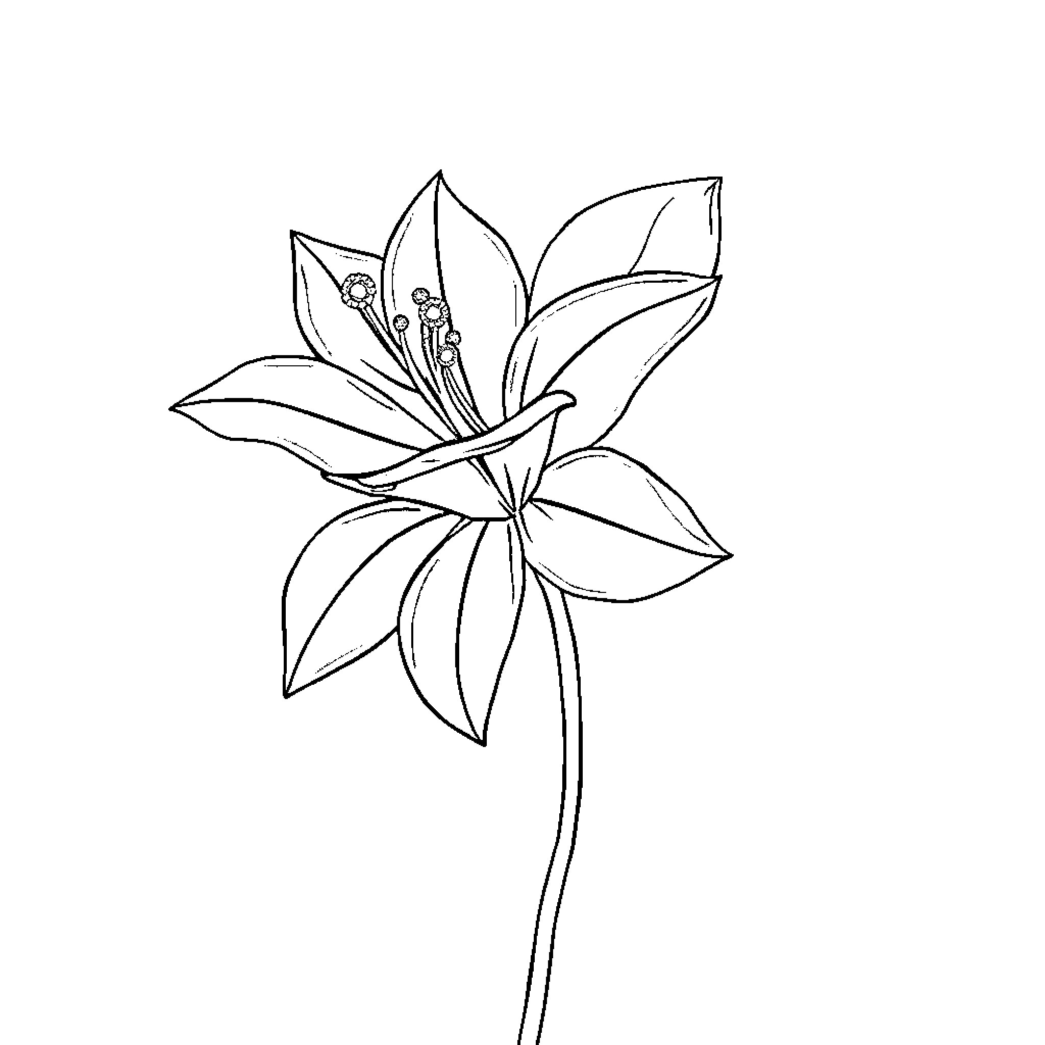 Christmas Flower in Delicate Outline Coloring Page (free black-and-white line drawing printable PDF for all, from beginners to advanced learners, including children, teens, adults, and seniors)
