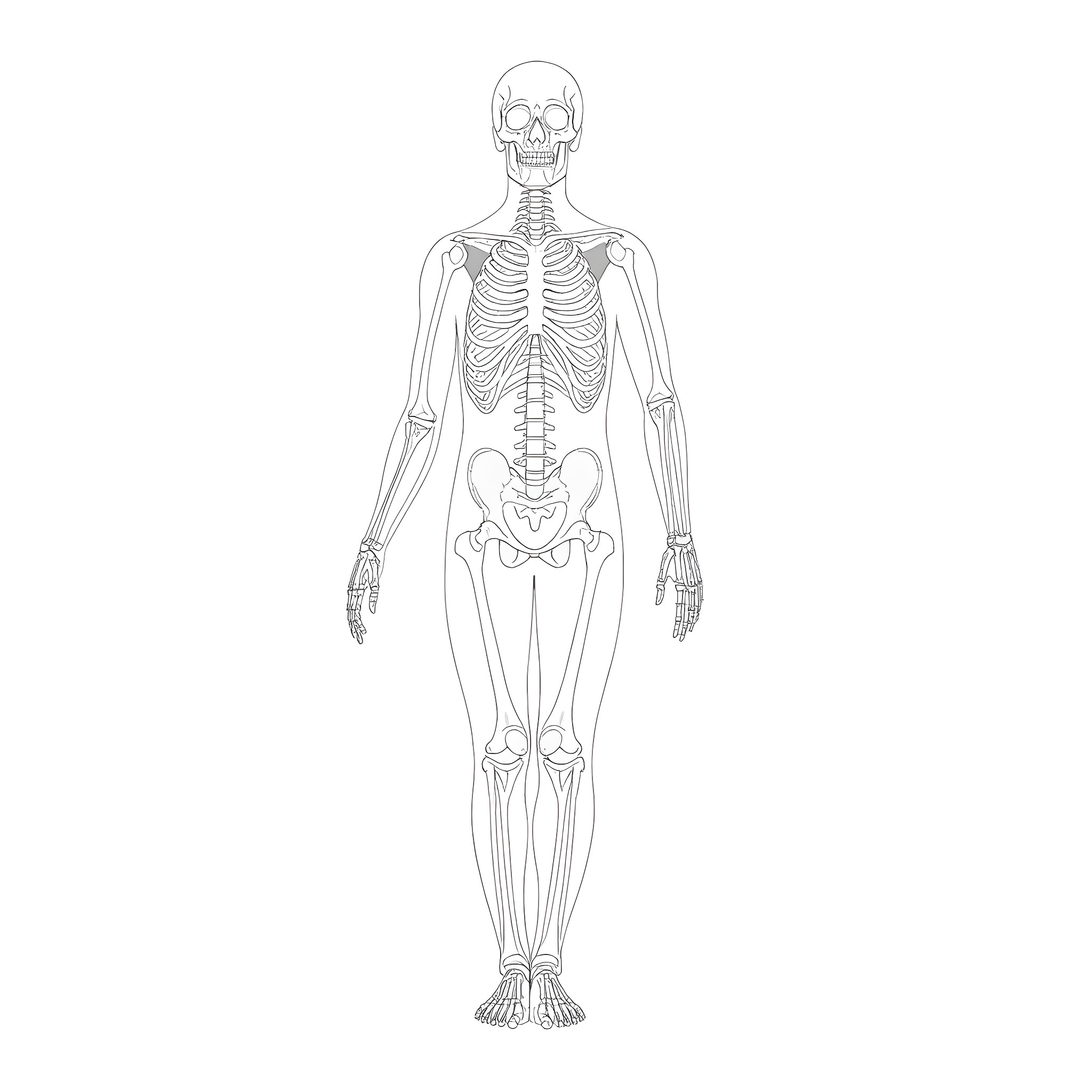 Skeleton anatomy in detailed line art Coloring Page (free black-and-white line drawing printable PDF for all, from beginners to advanced learners, including children, teens, adults, and seniors)