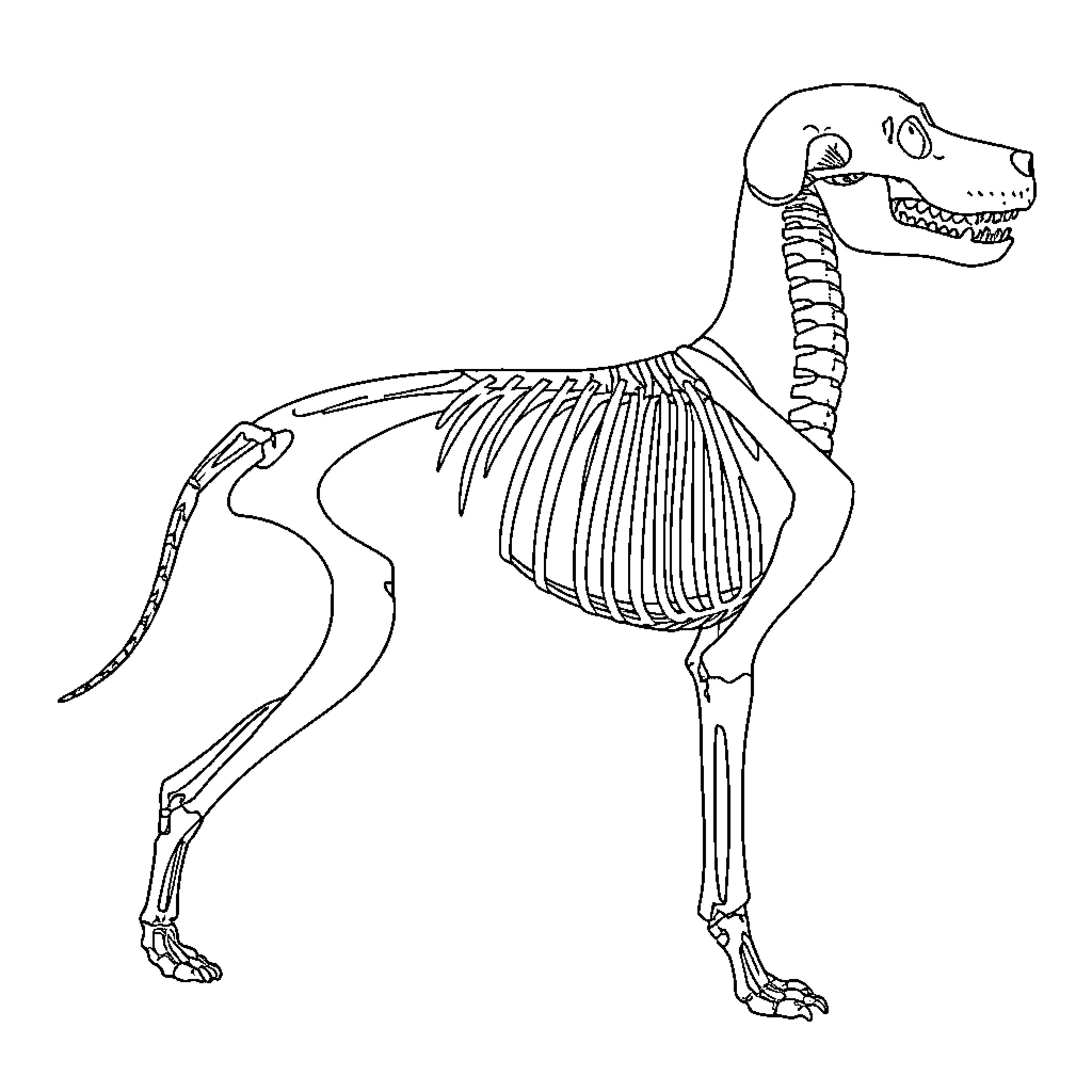 Dog Skeleton Anatomy Illustration Coloring Page (free black-and-white line drawing printable PDF for all, from beginners to advanced learners, including children, teens, adults, and seniors)