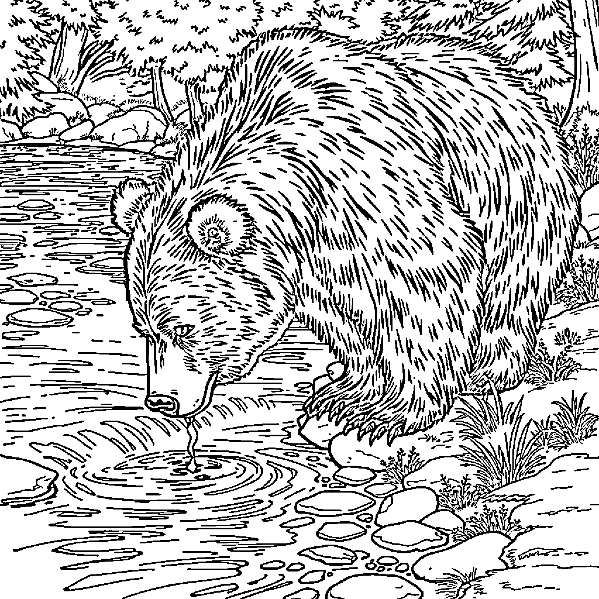Bear drinking water from a stream in the woods Coloring Page (free black-and-white line drawing printable PDF for all, from beginners to advanced learners, including children, teens, adults, and seniors)