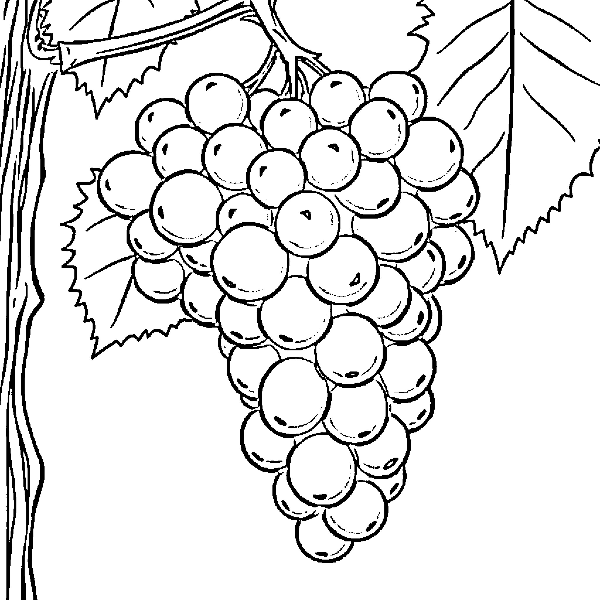 Grape Bunch on Vine with Leaves Coloring Page (free black-and-white line drawing printable PDF for all, from beginners to advanced learners, including children, teens, adults, and seniors)