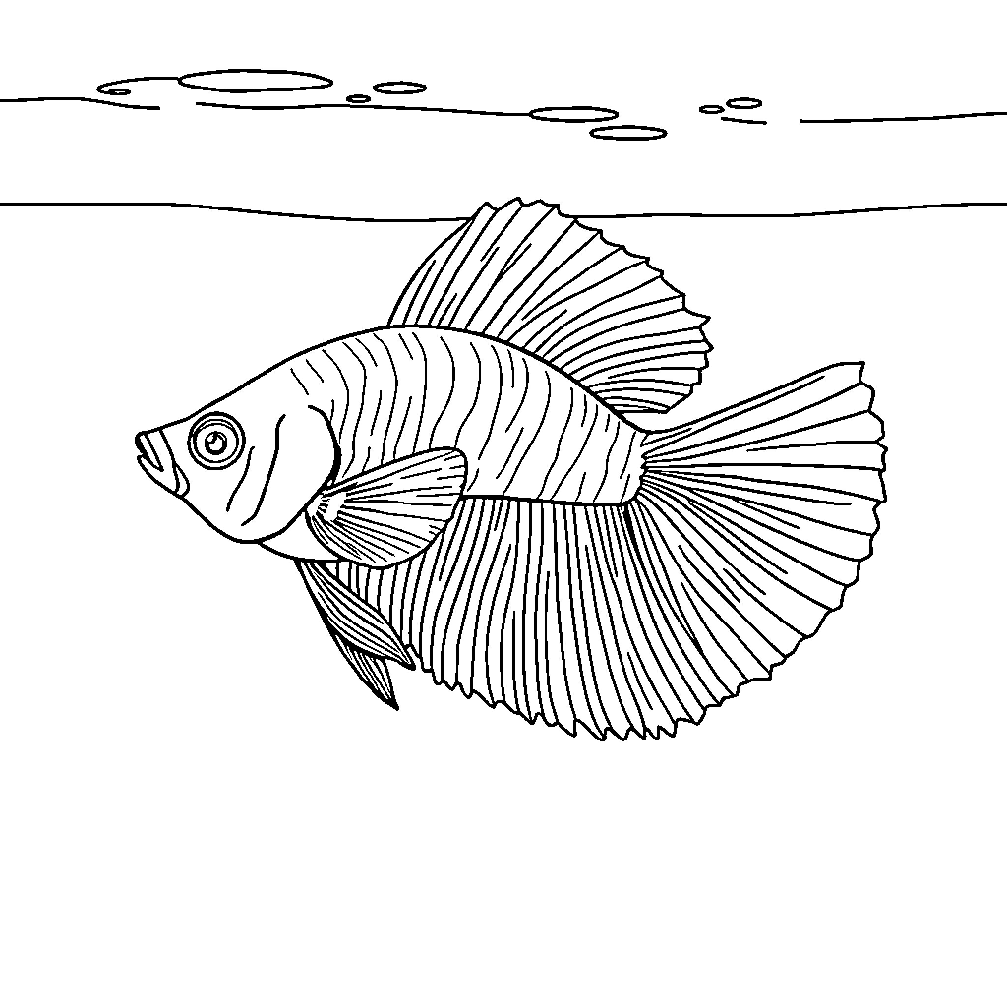 Betta fish swimming gracefully in the water Coloring Page (free black-and-white line drawing printable PDF for all, from beginners to advanced learners, including children, teens, adults, and seniors)