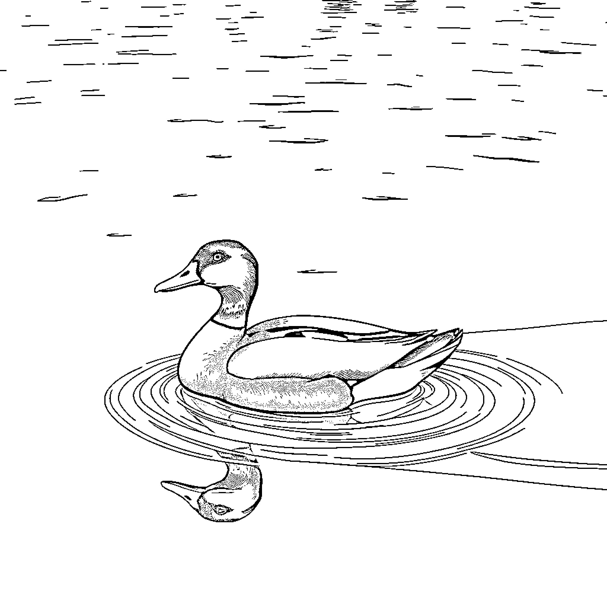 Duck swimming calmly in the pond Coloring Page (free black-and-white line drawing printable PDF for all, from beginners to advanced learners, including children, teens, adults, and seniors)