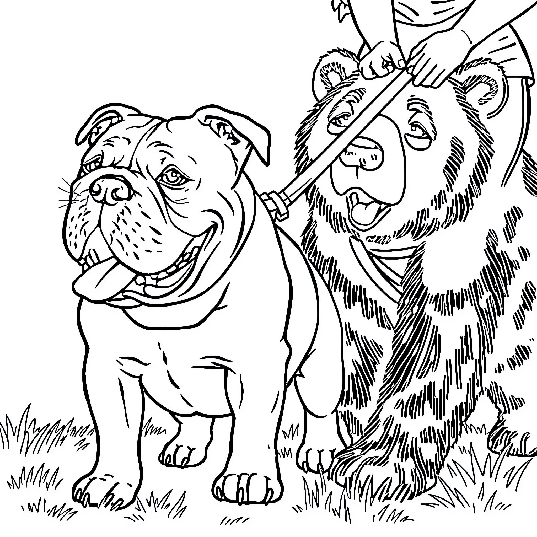 Bulldogs Engaged in Playful Interaction Coloring Page (free black-and-white line drawing printable PDF for all, from beginners to advanced learners, including children, teens, adults, and seniors)