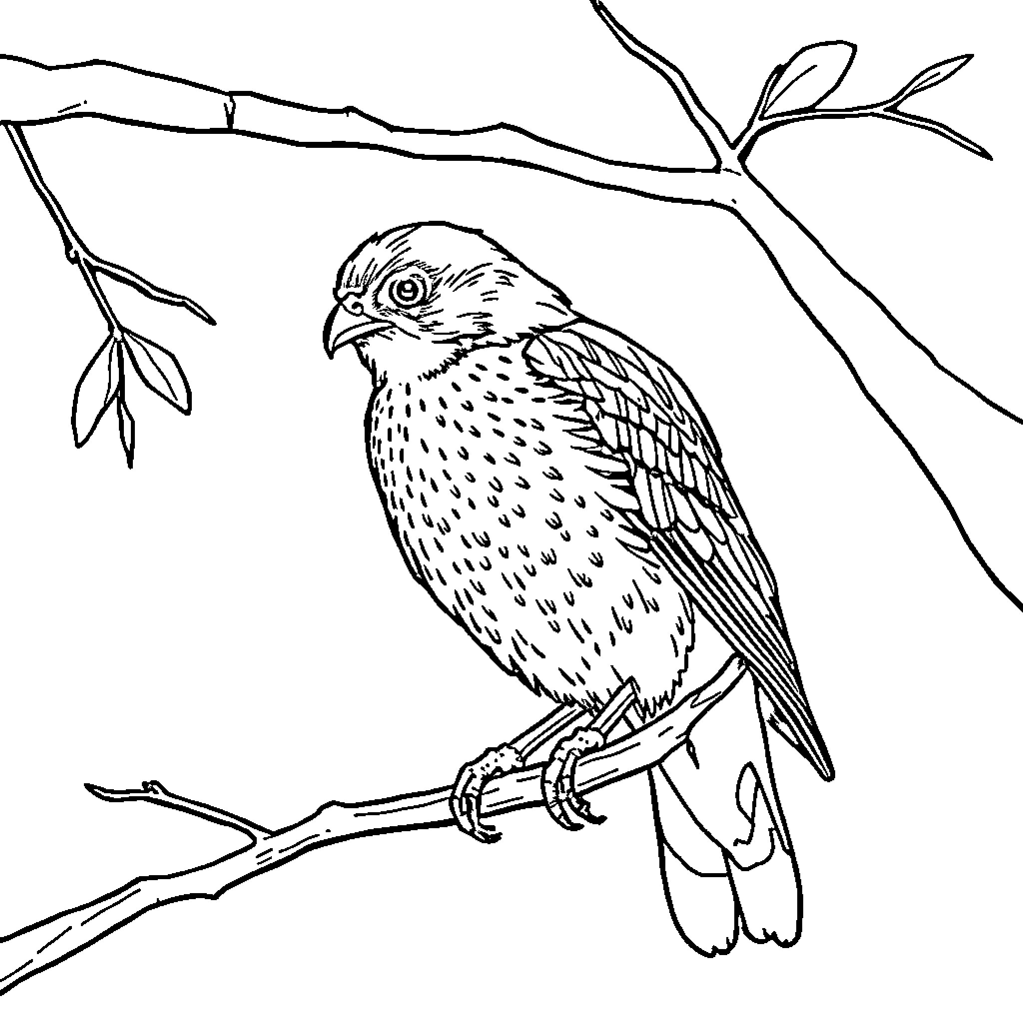 Hawk perched on a branch in nature Coloring Page (free black-and-white line drawing printable PDF for all, from beginners to advanced learners, including children, teens, adults, and seniors)