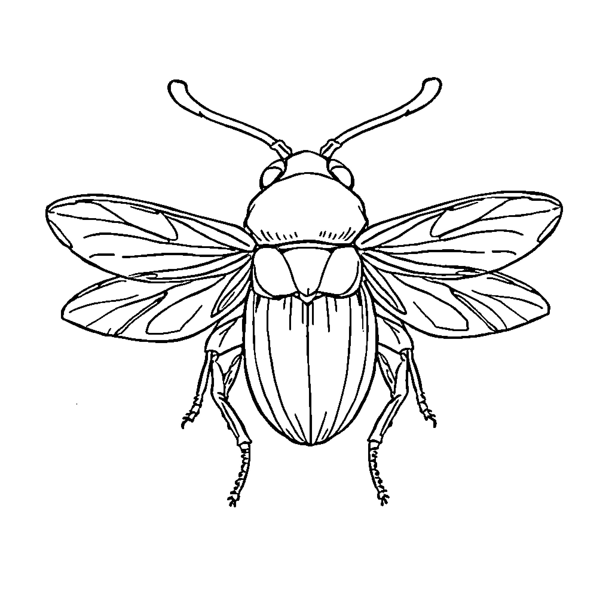 Insect with intricate wing design Coloring Page (free black-and-white line drawing printable PDF for all, from beginners to advanced learners, including children, teens, adults, and seniors)